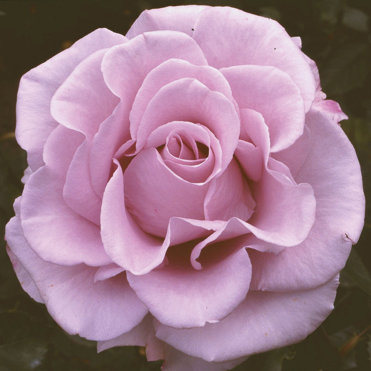 Rose, Grandiflora, Lagerfeld™