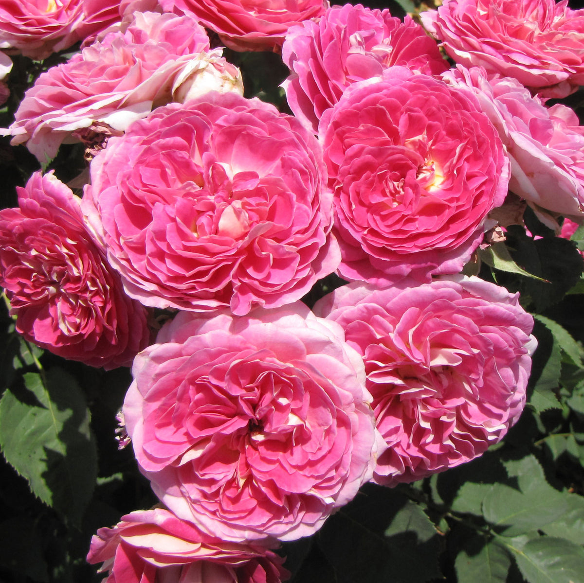 Rose, Floribunda, Fashion Forward™