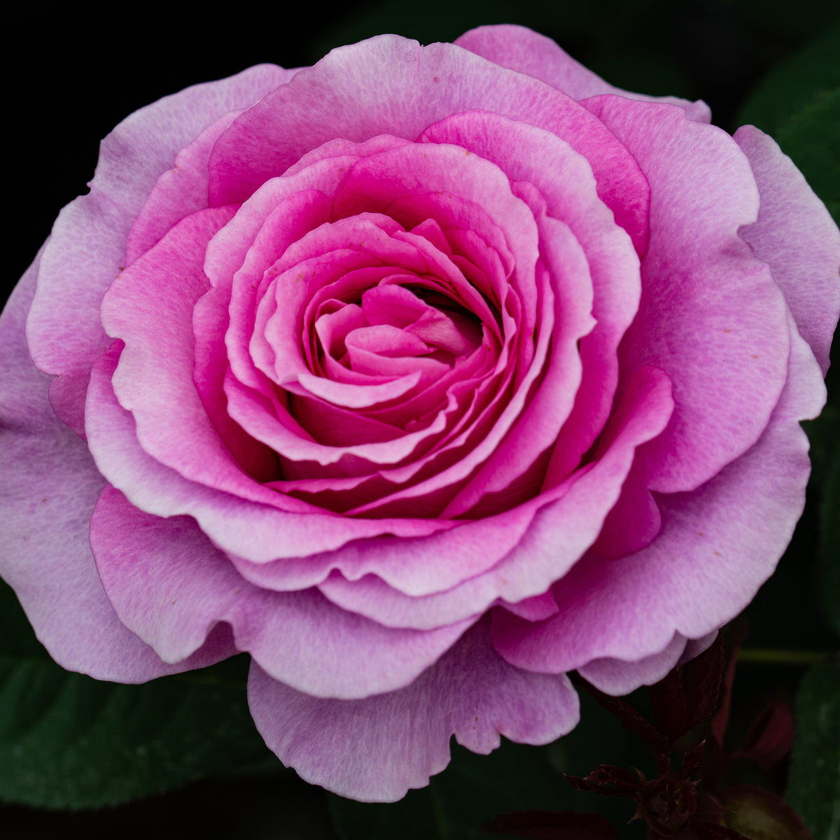 Rose, Hybrid Tea, Raspberry Cupcake™