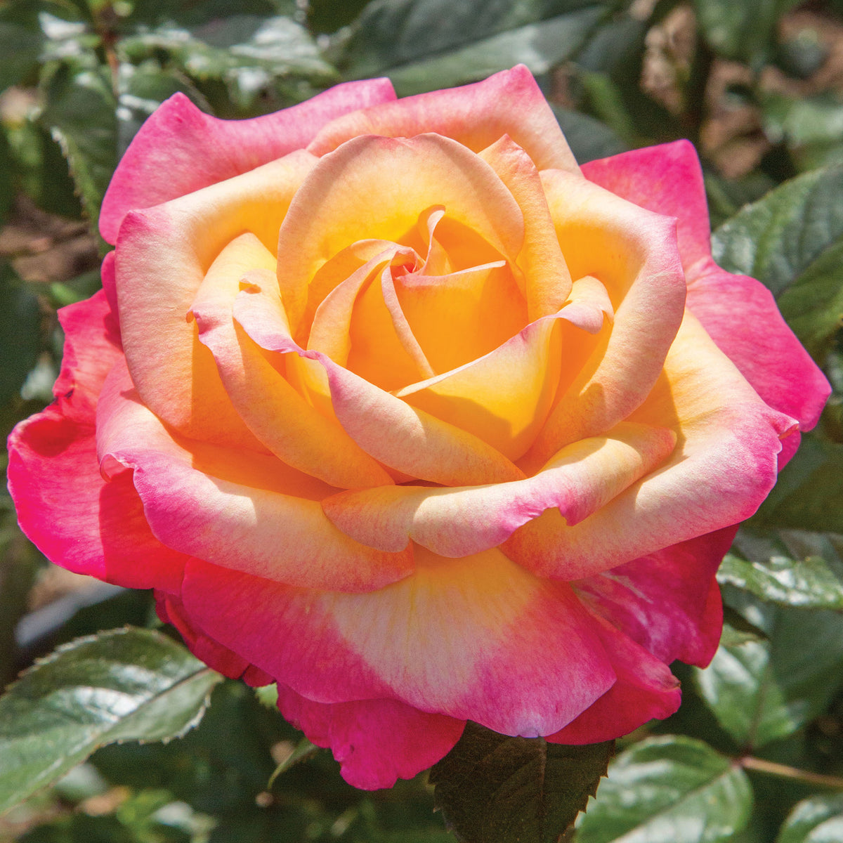 Rose, Hybrid Tea, Enchanted Peace™