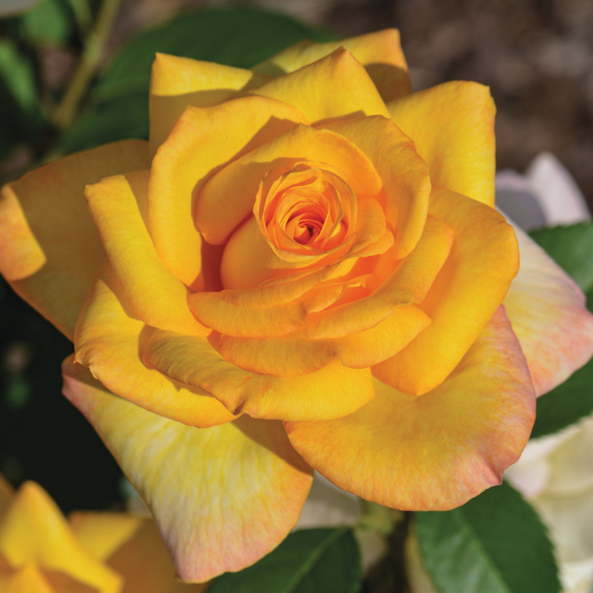 Rose, Grandiflora, Gold Medal
