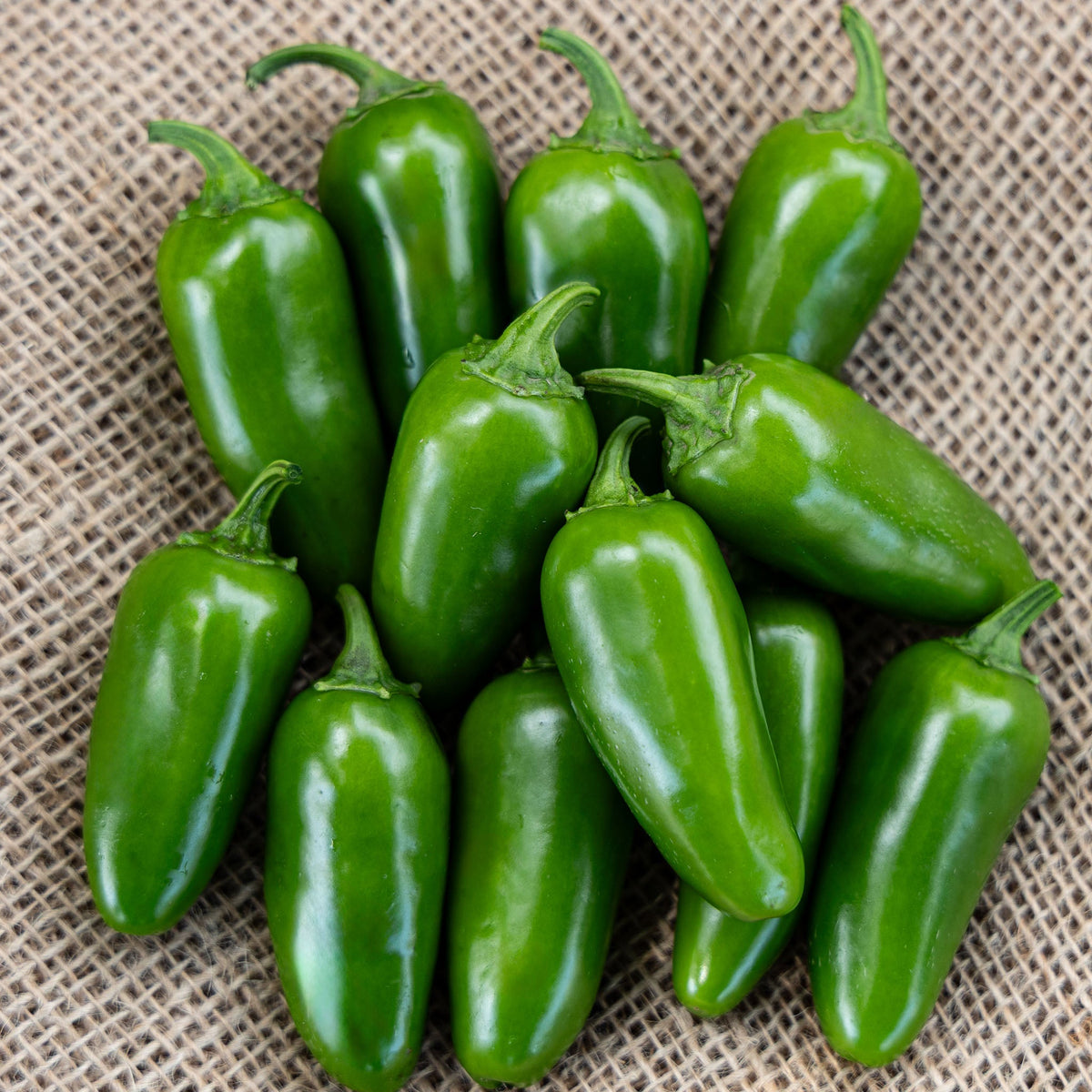 Pepper, Hot, Early Jalapeno