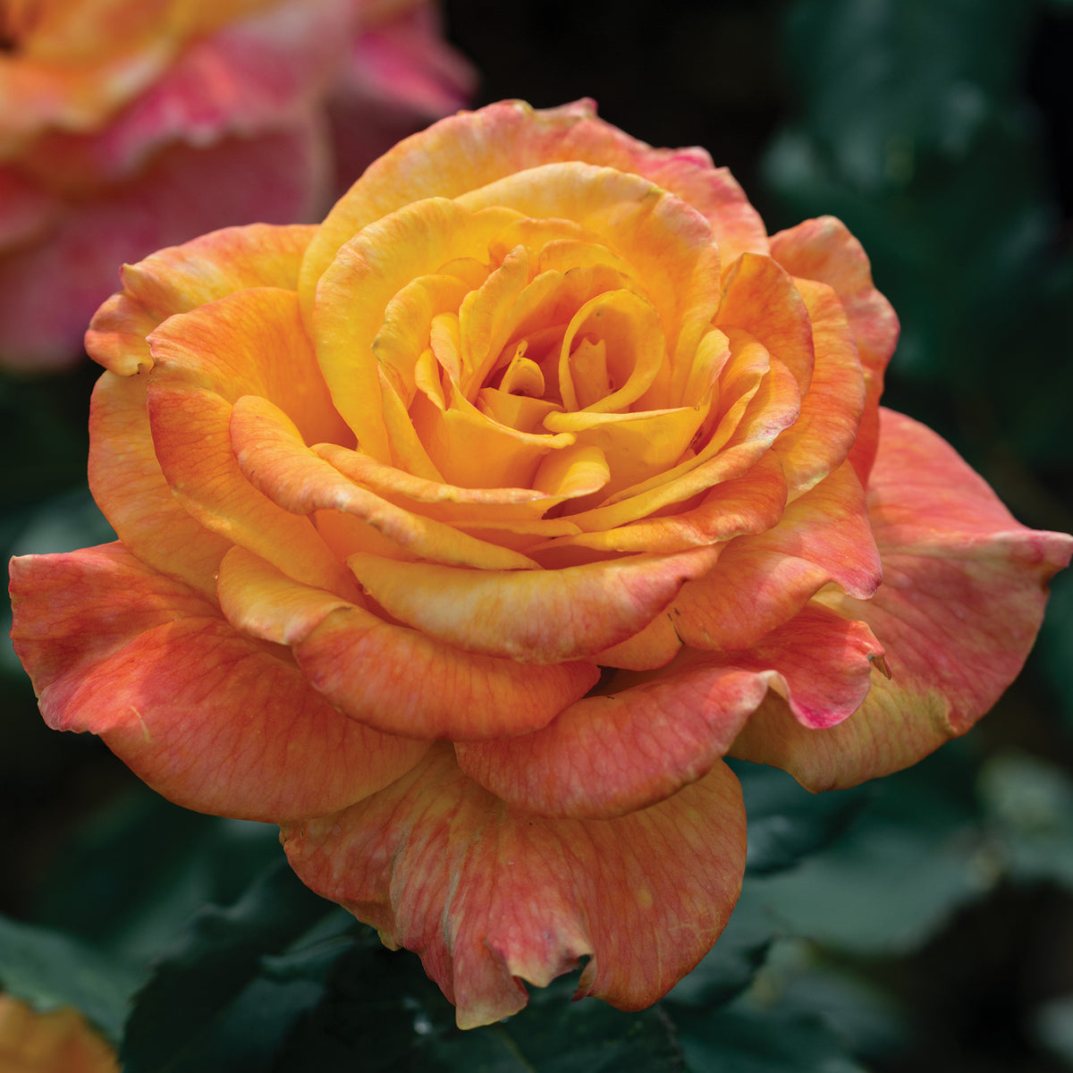 Rose, Hybrid Tea, Rio Samba