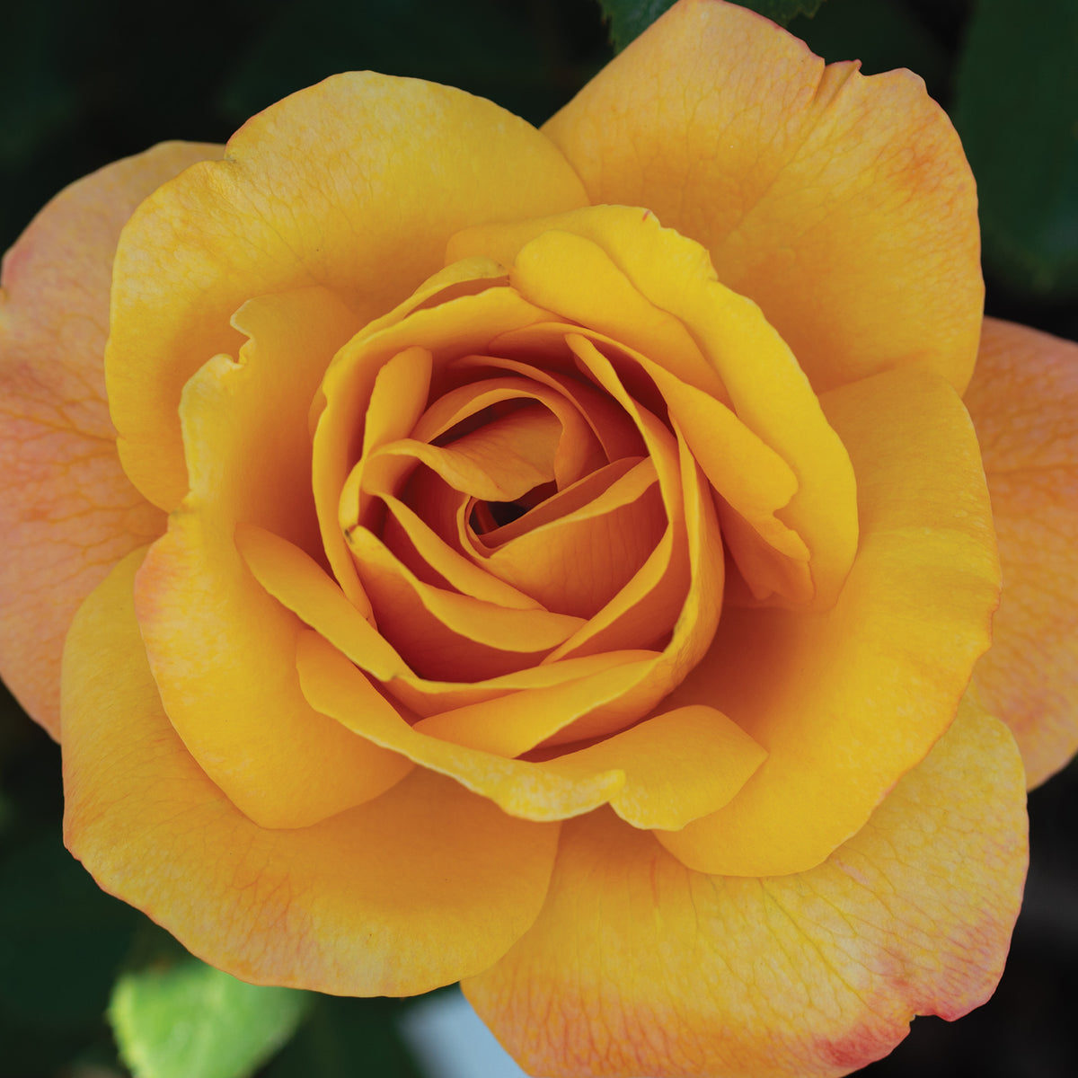 Rose, Grandiflora, Strike It Rich®