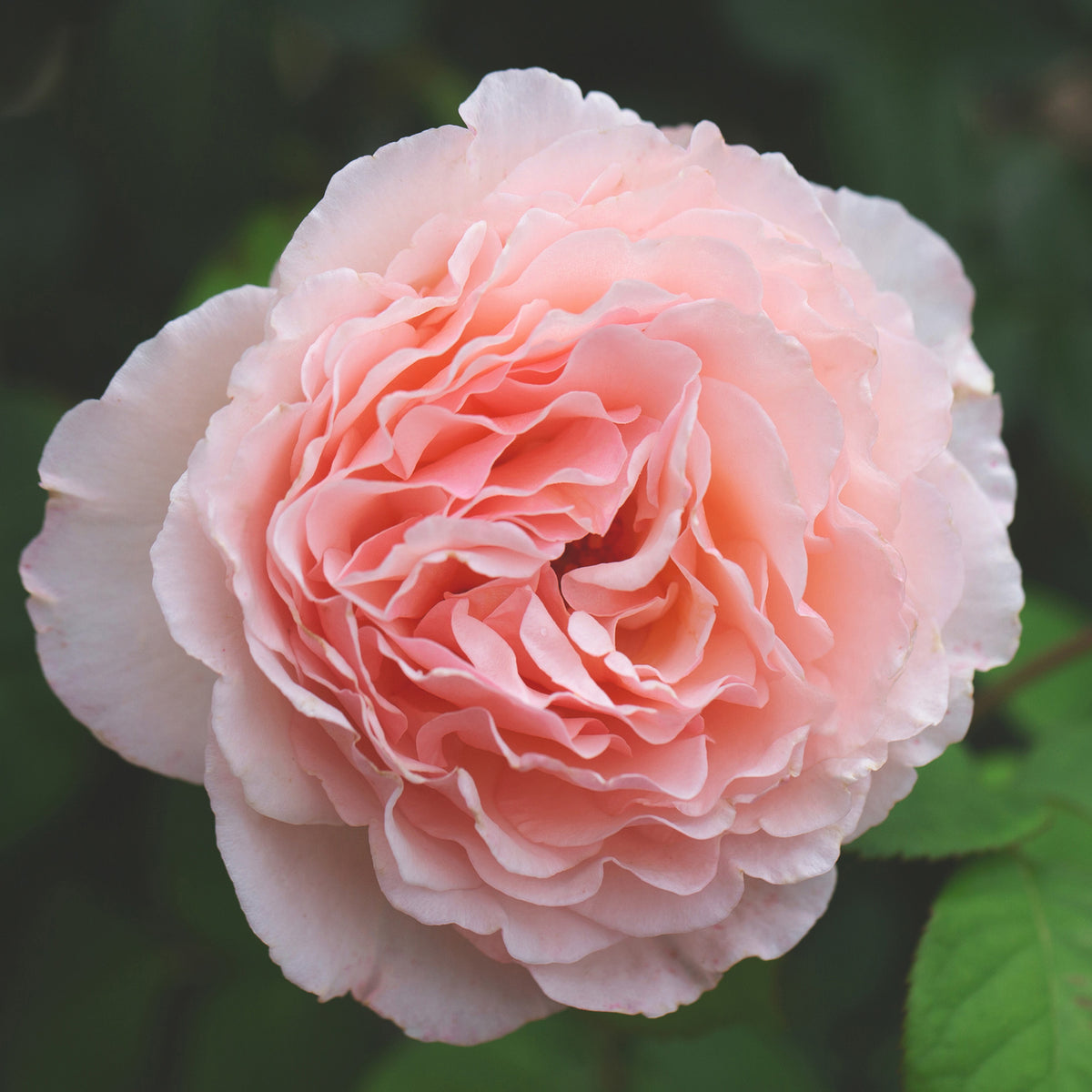 Rose, Hybrid Tea, Princesse Charlene de Monaco®