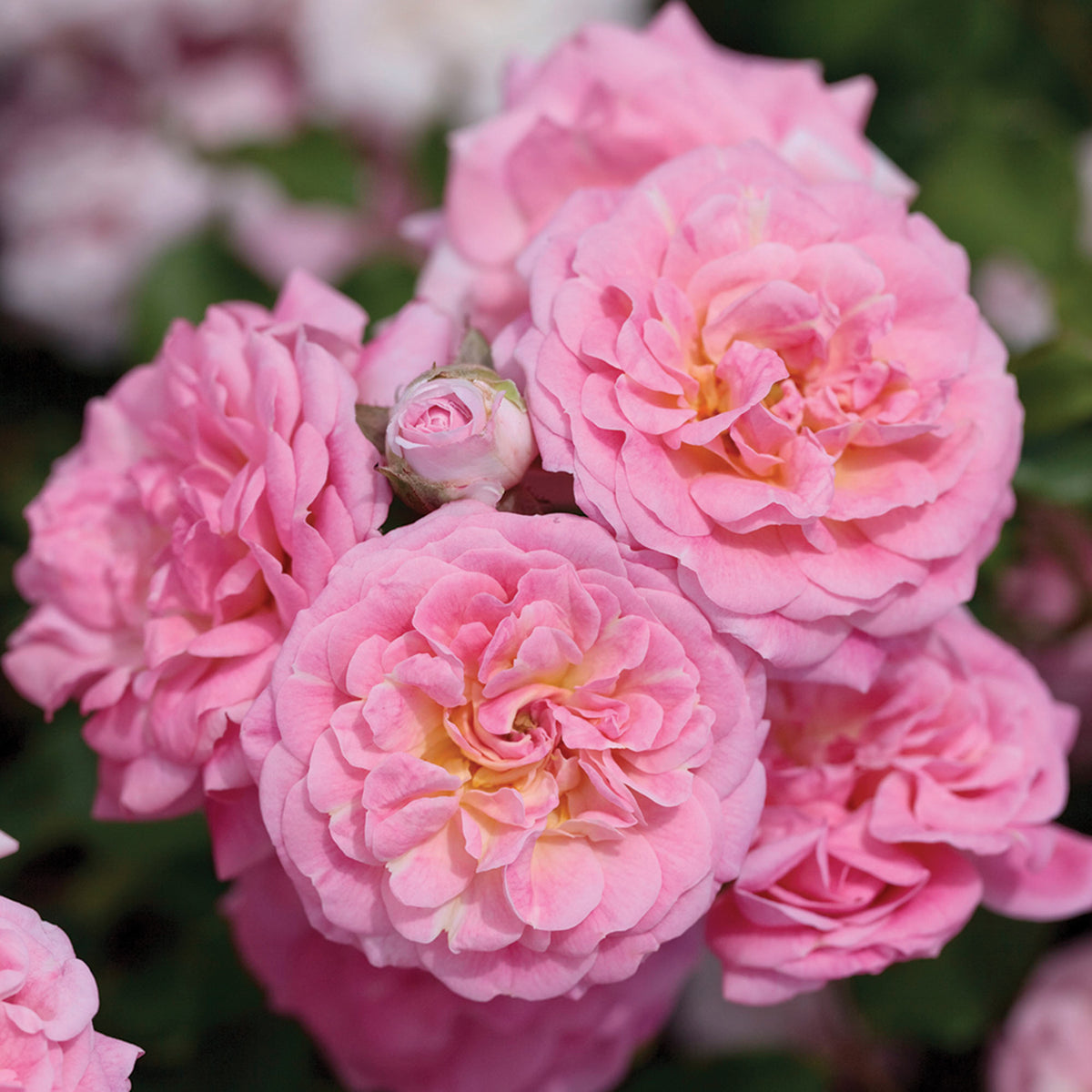 Rose, Groundcover, Sweet Drift®