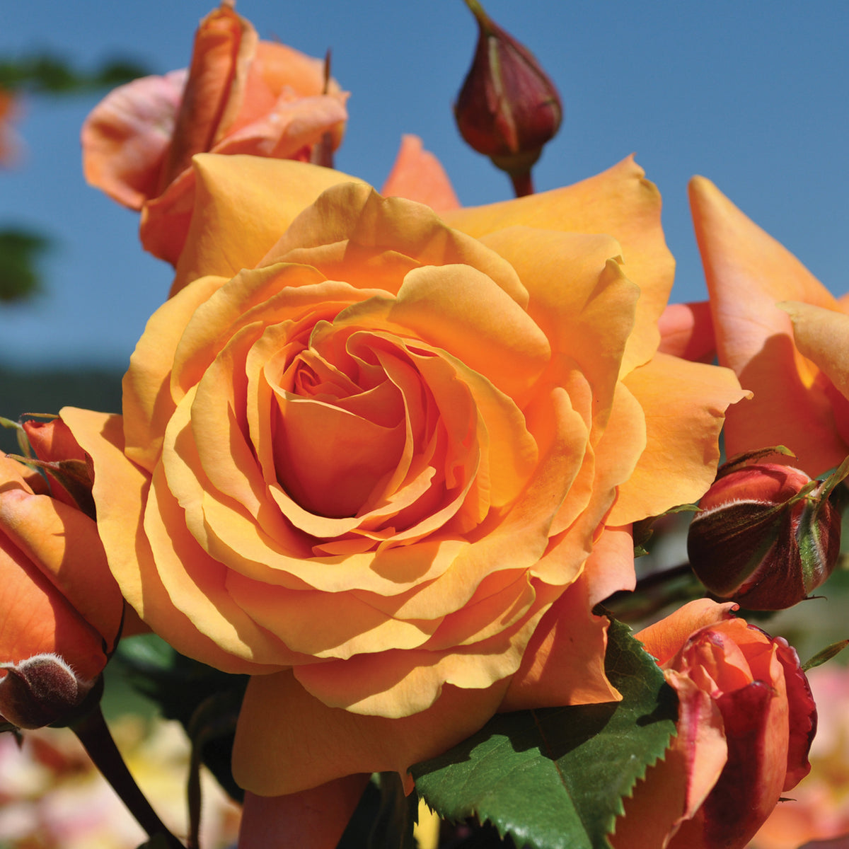 Rose, Climbing, Tangerine Skies™