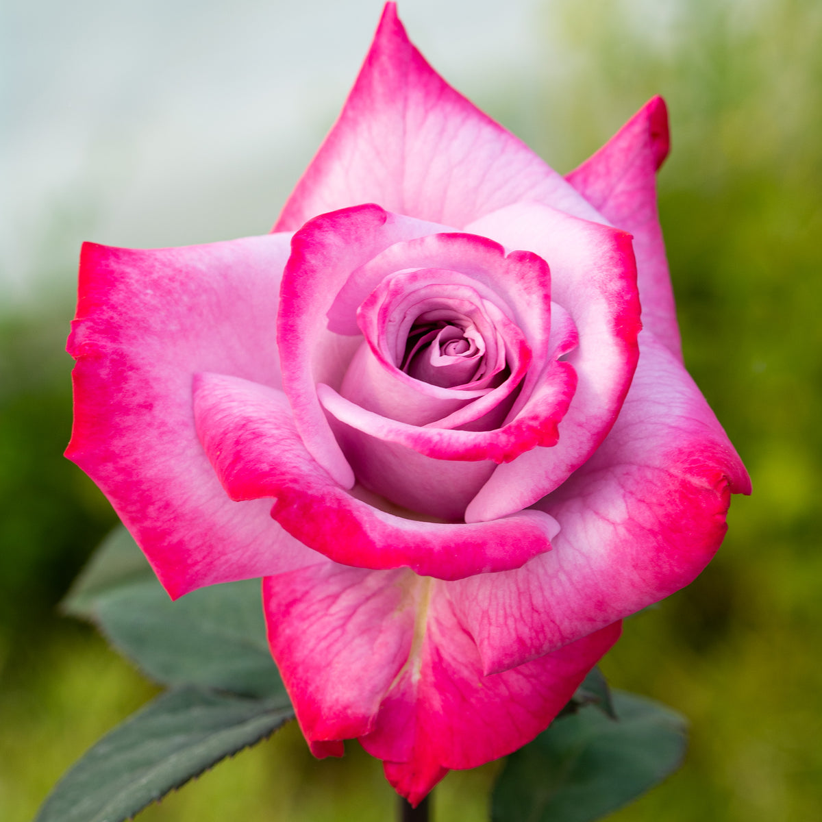 Rose, Hybrid Tea, Paradise