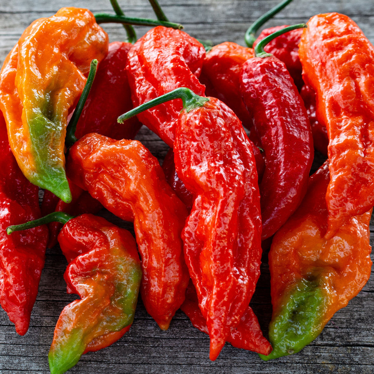 Pepper, Hot, Ghost