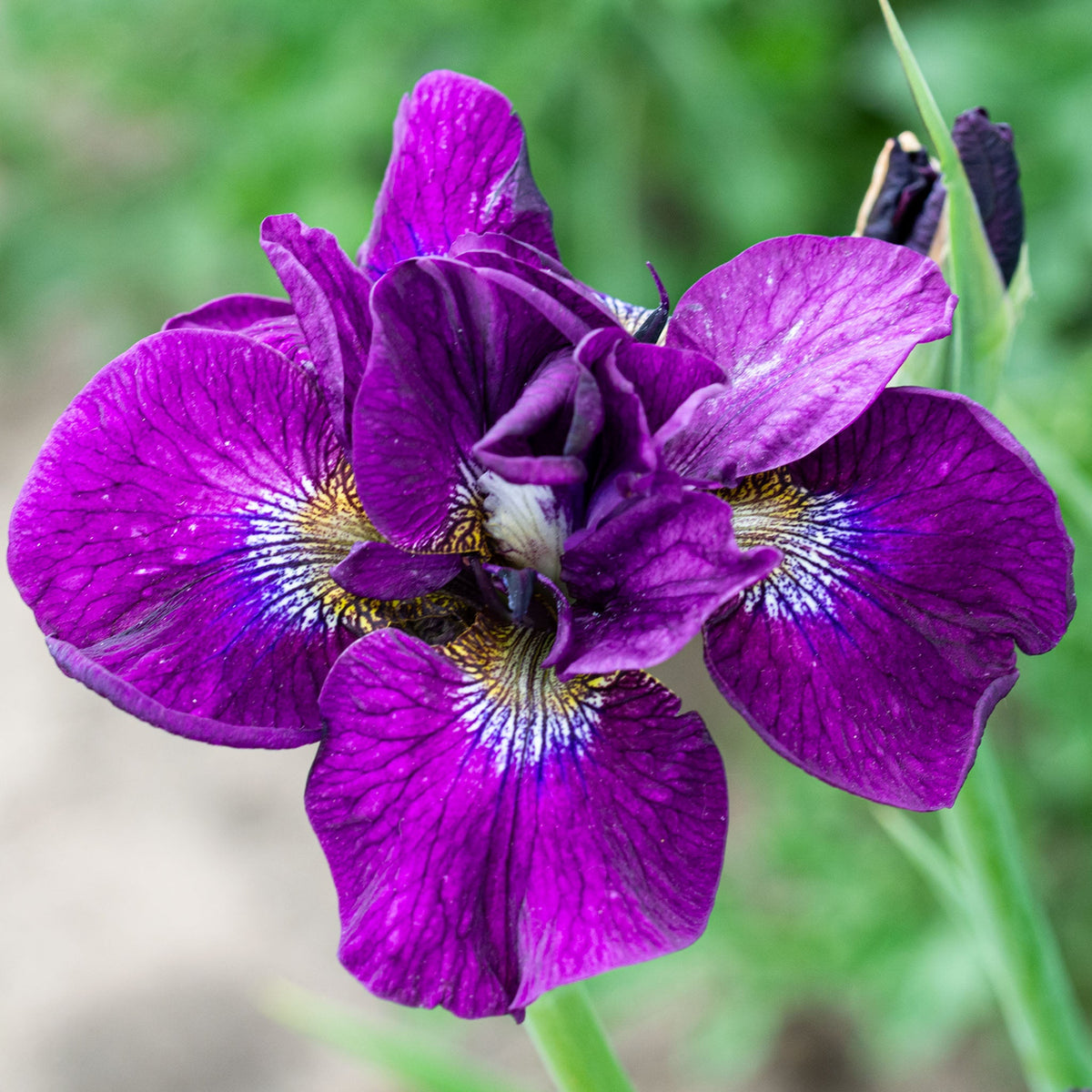 Iris, Siberian, Tumble Bug