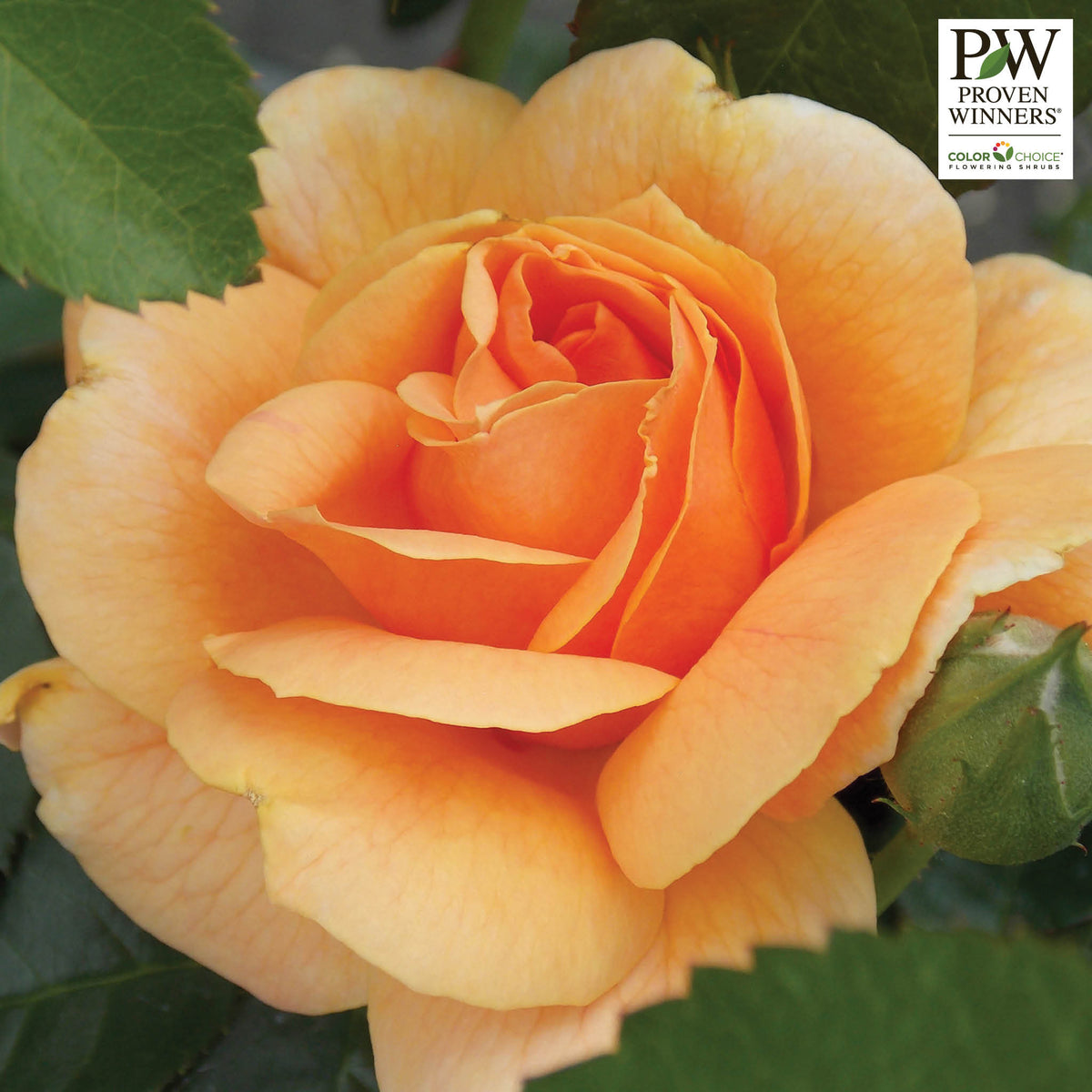 Rose, Floribunda, At Last®