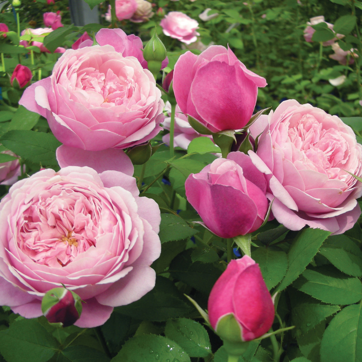 Rose, Shrub, Cathedral Bells™