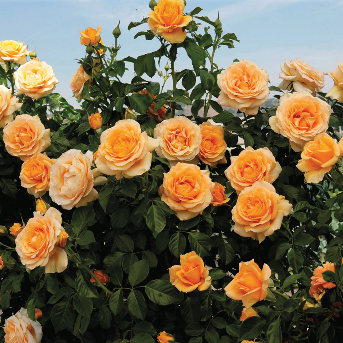 Rose, Climbing, Golden Opportunity™