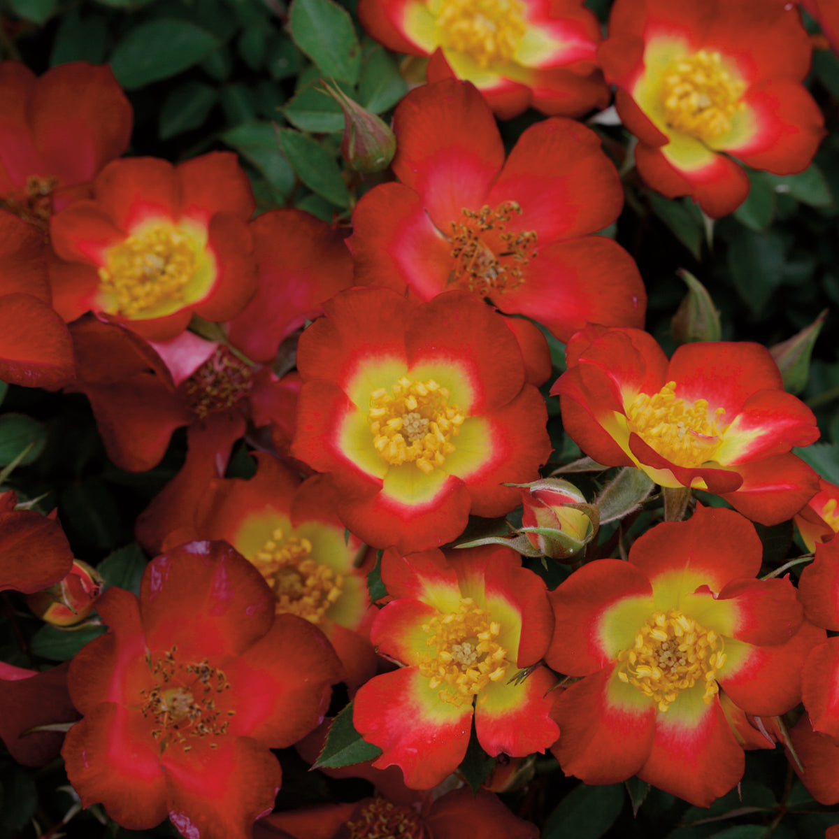 Rose, Groundcover, Playful Happy Trails™