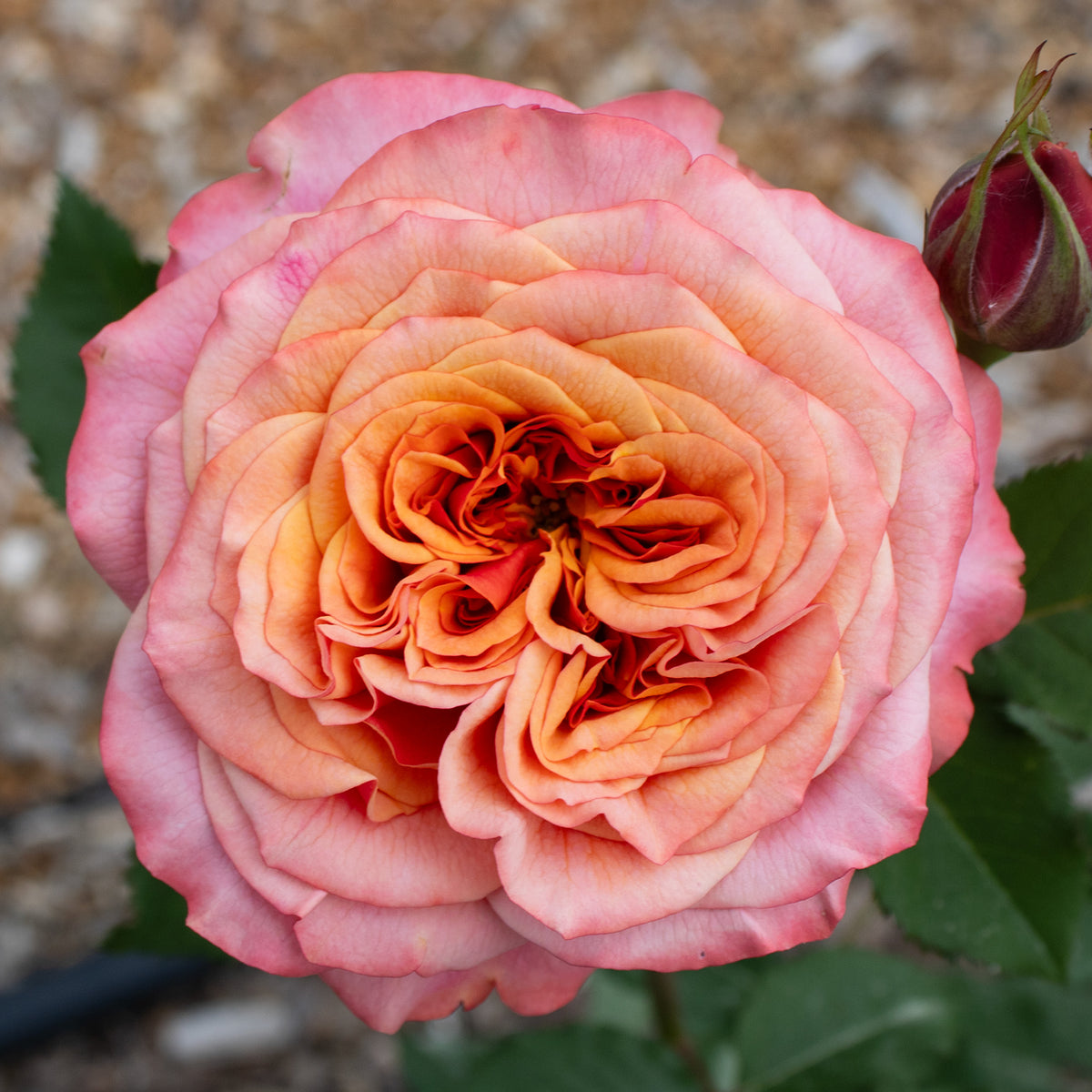 Rose, Grandiflora, Sunbelt® Crazy Love™