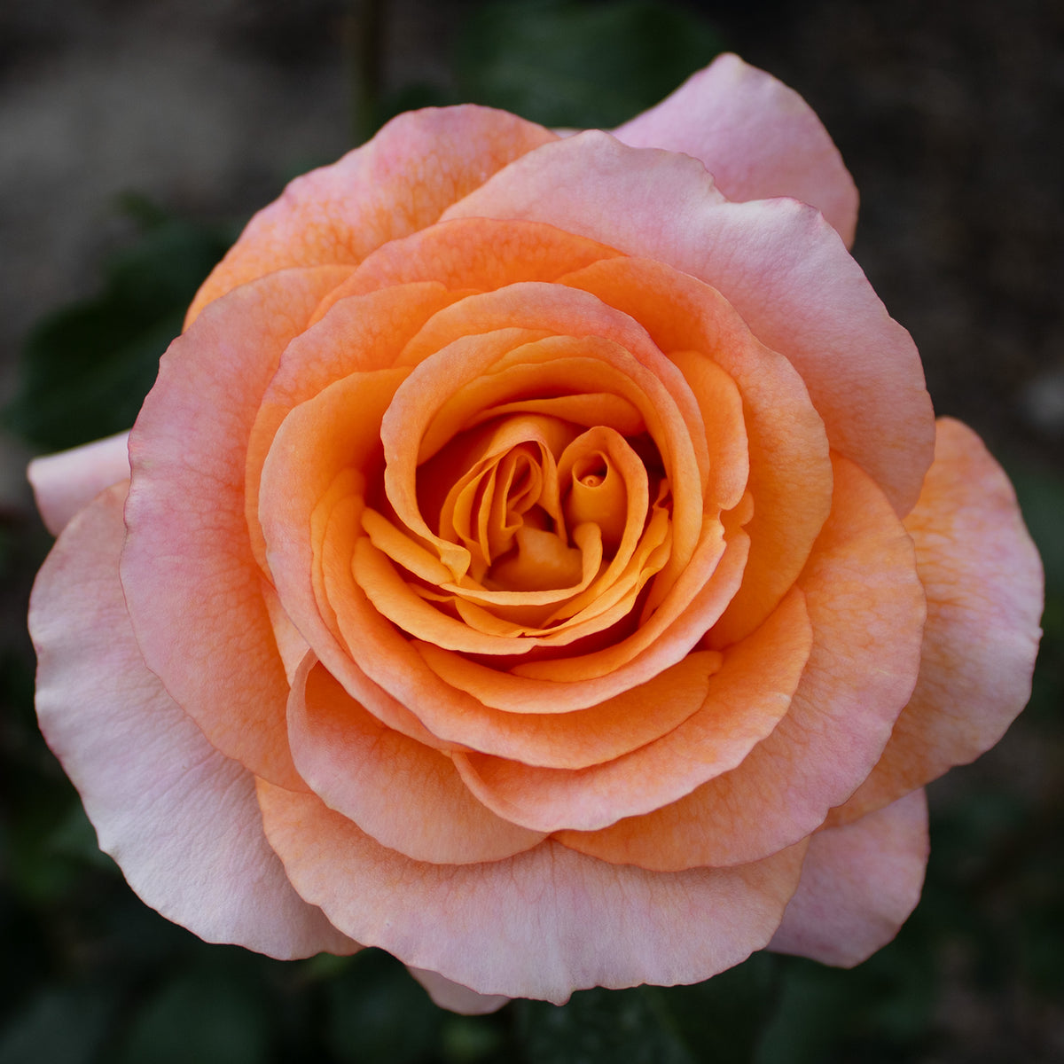 Rose, Hybrid Tea, Adolf Horstmann