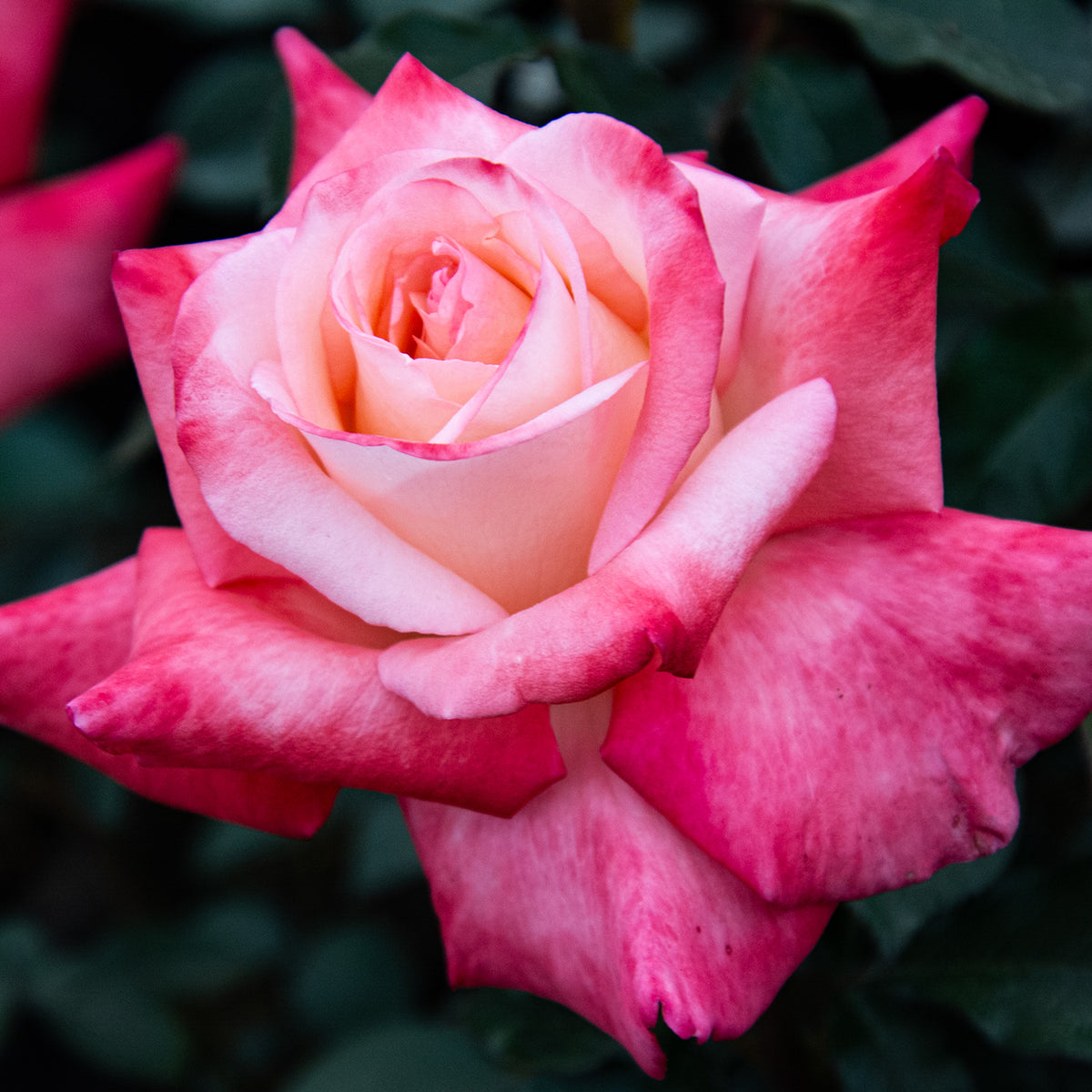 Rose, Hybrid Tea, Gemini™