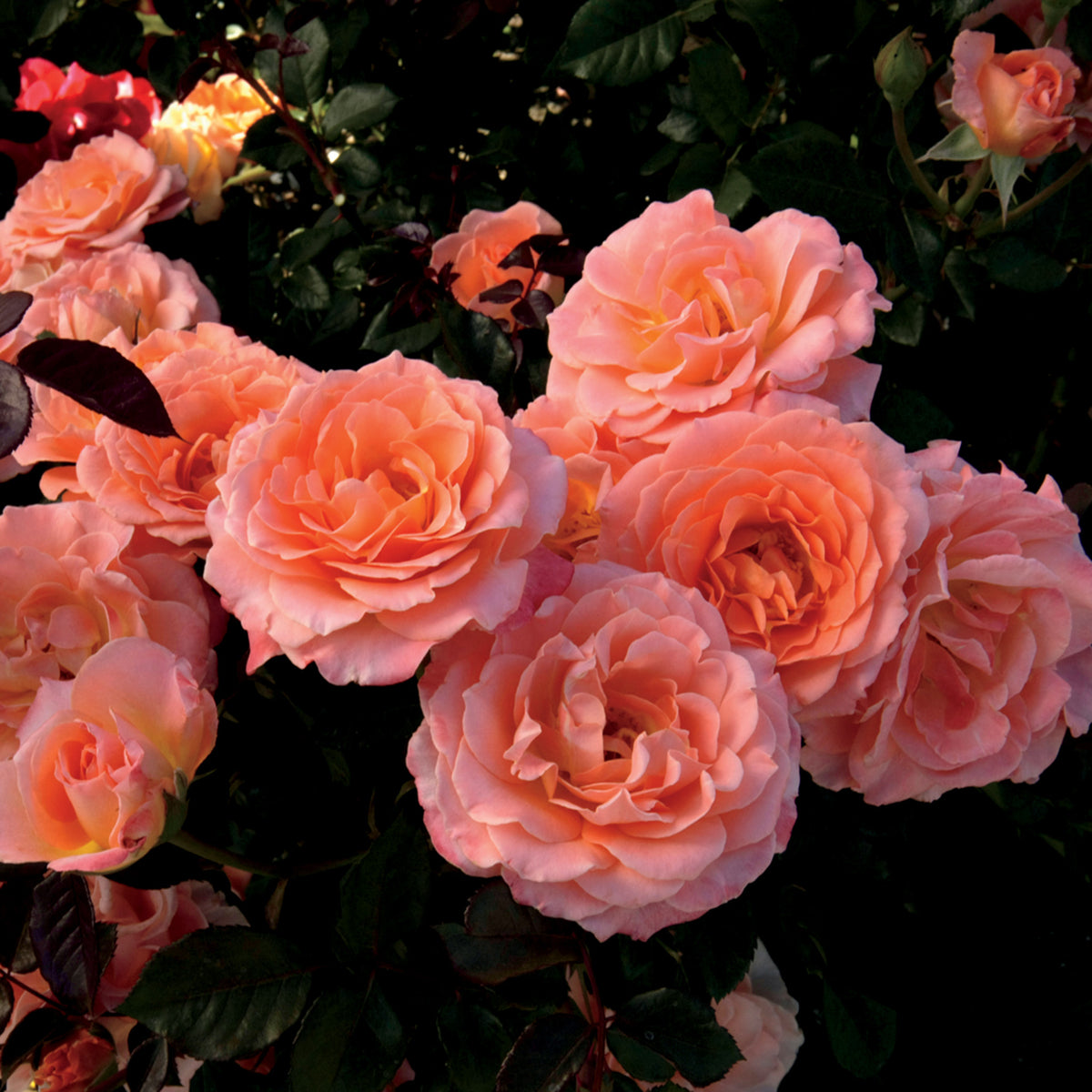 Rose, 24" Patio Tree, Jump For Joy™