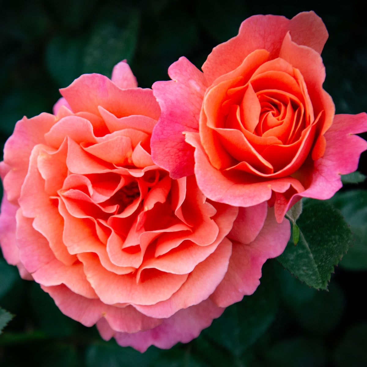 Rose, Floribunda, Easy Does It®