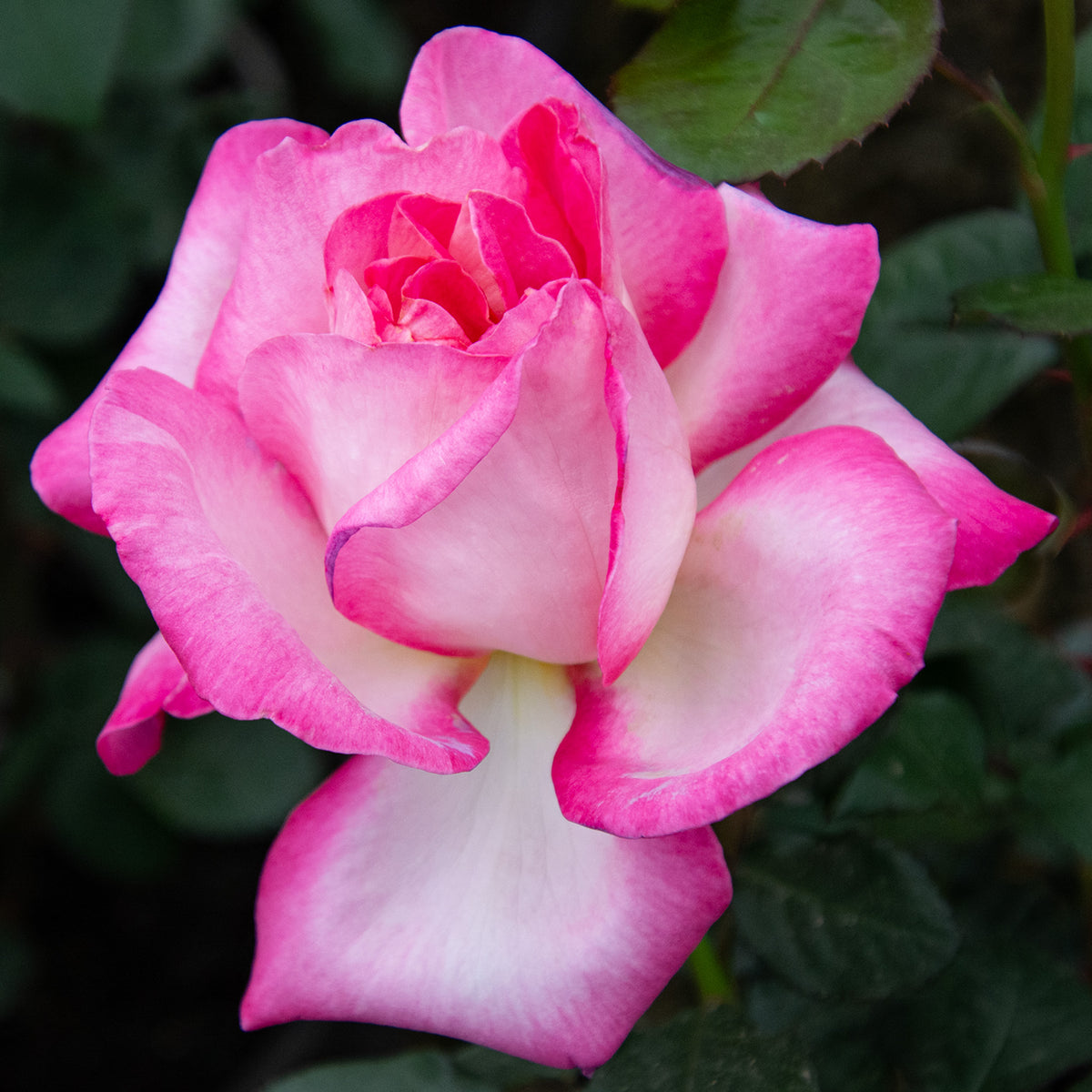 Rose, Hybrid Tea, California Dreamin'™