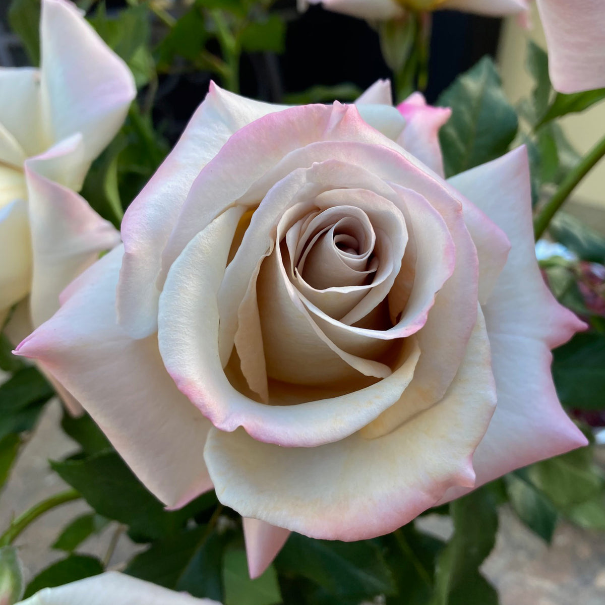 Rose, Grandiflora, Stephen Rulo
