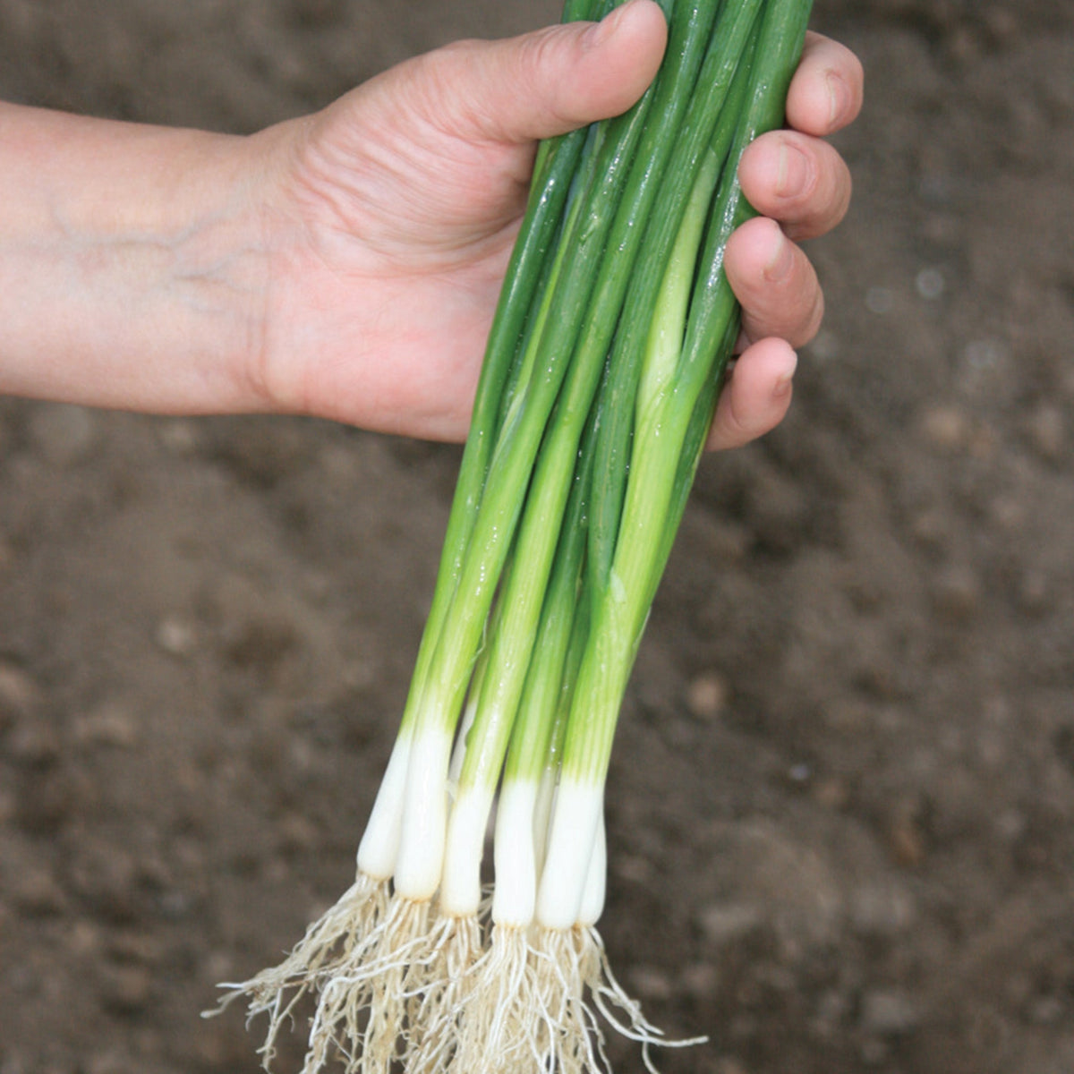 Bunching Onion, Guardsman