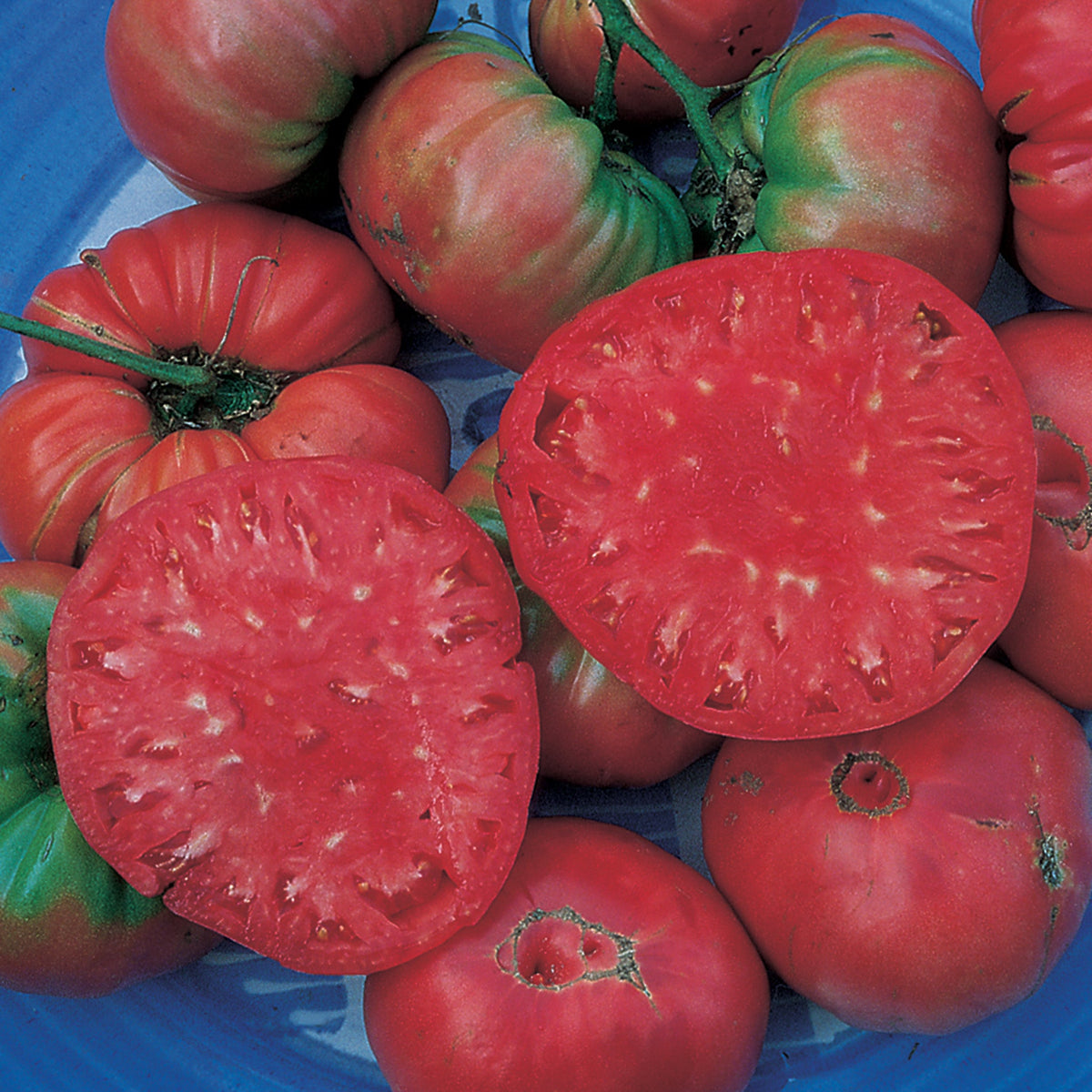 Tomato, Giant Belgium