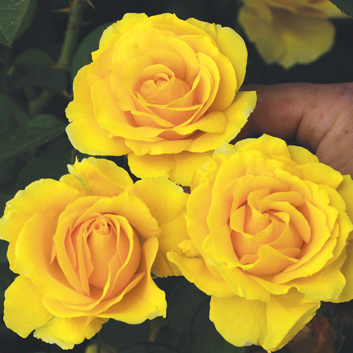 Rose, Floribunda, Doris Day