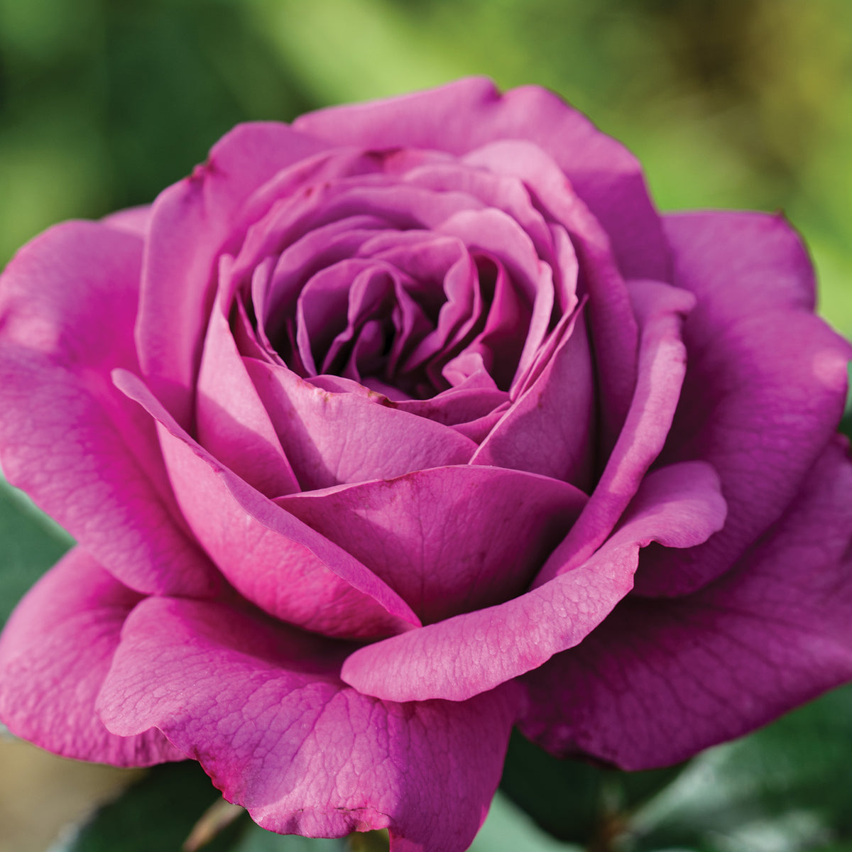 Rose, 36" Tree, Plum Perfect™