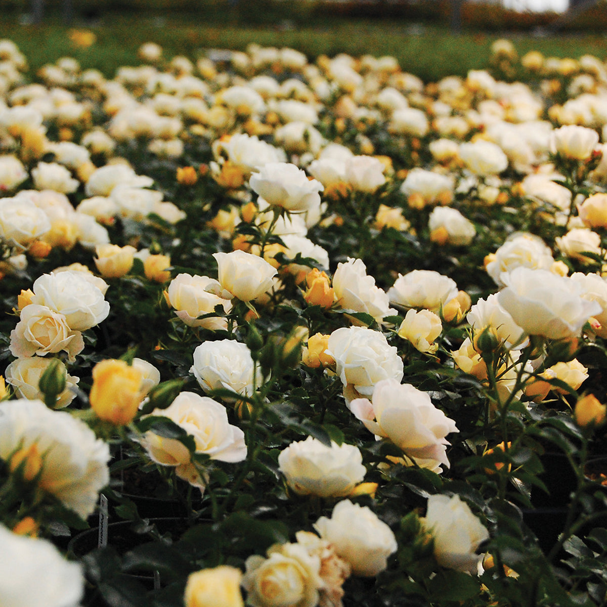 Rose, Groundcover, Popcorn Drift®