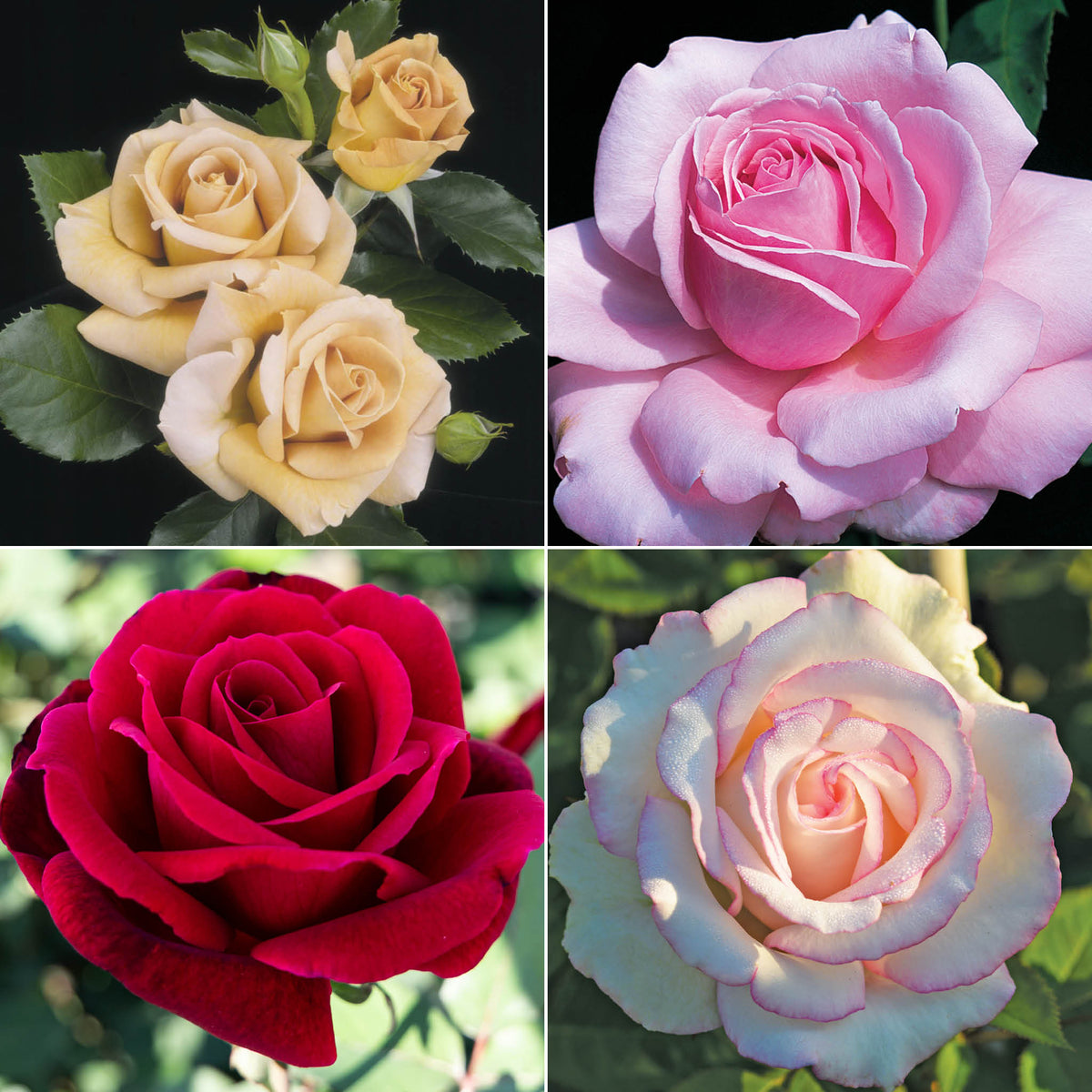 Cutting Rose Collection