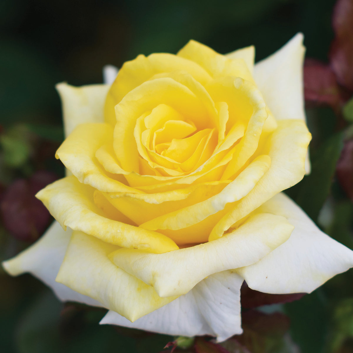 Rose, Hybrid Tea, Lemontini™