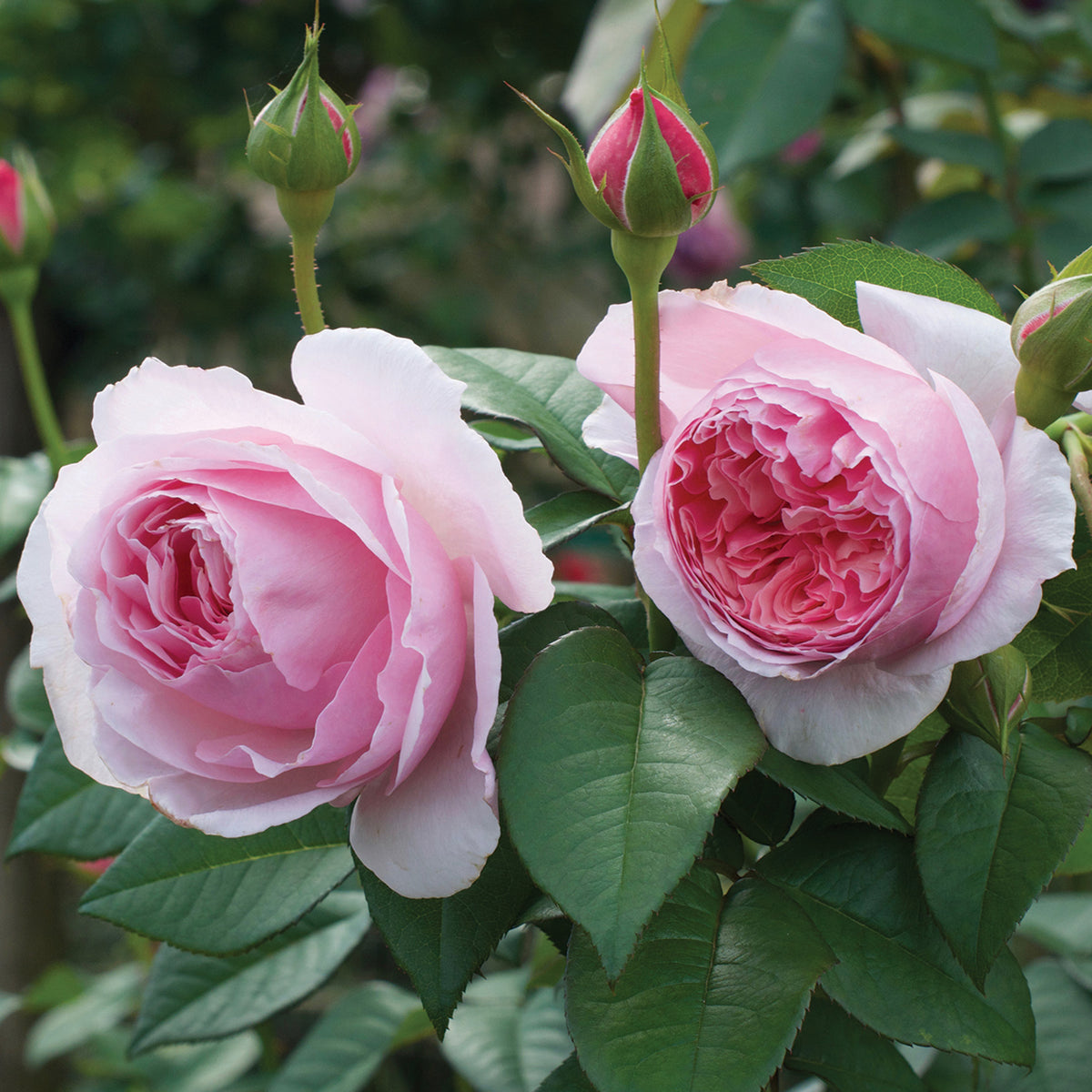 Rose, Shrub, Scentuous™