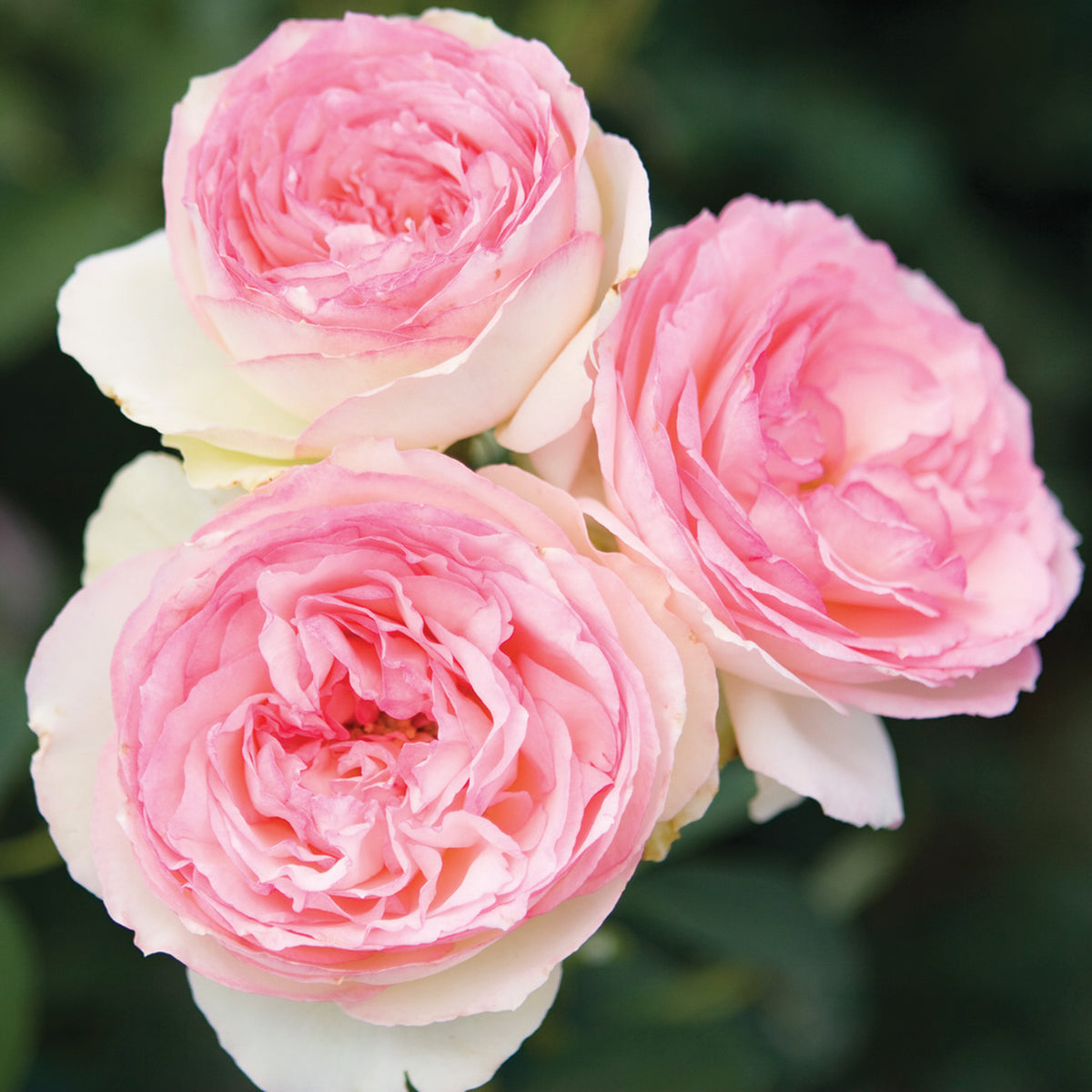 Rose, Climbing, Eden®