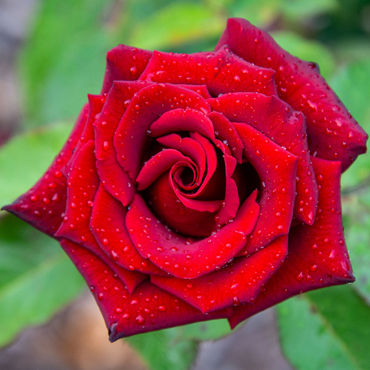 Rose, Hybrid Tea, Black Magic