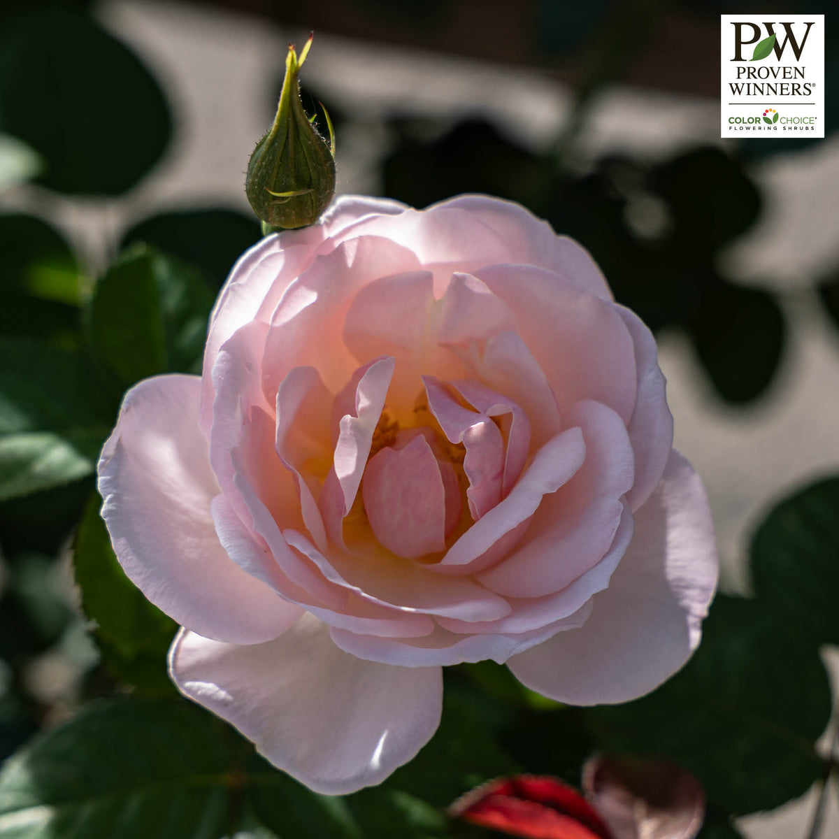 Rose, Shrub, Flavorette Pear'd®