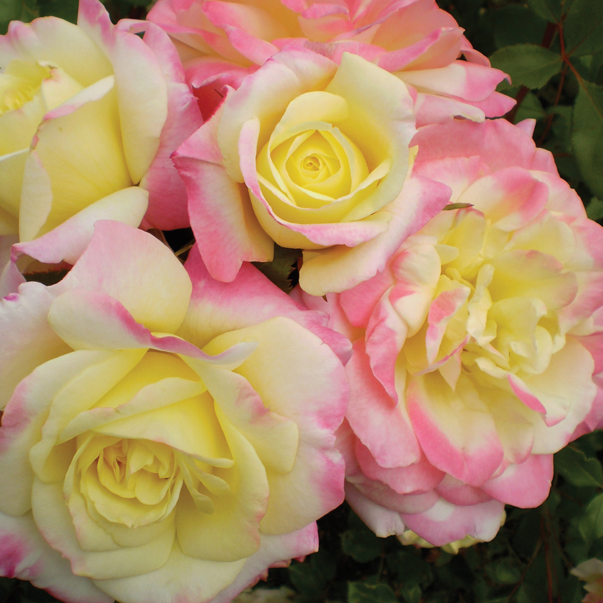 Rose, Shrub, Easy Elegance® Music Box