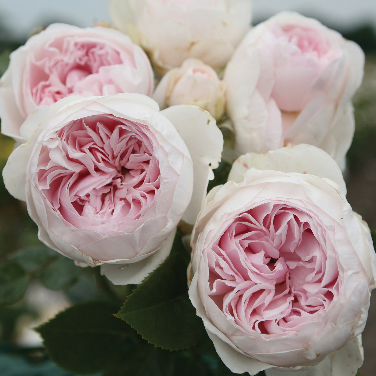 Rose, Floribunda, Earth Angel™