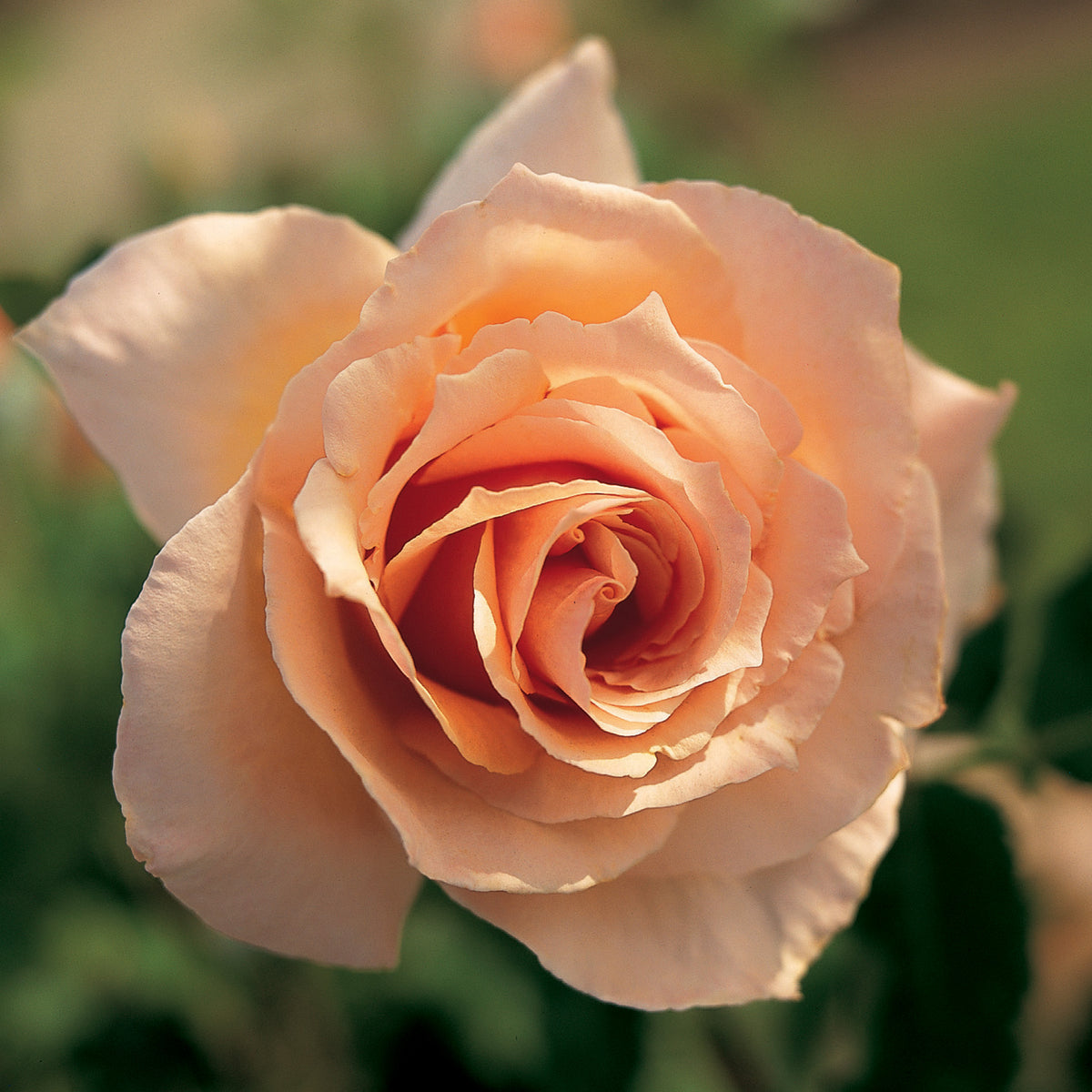 Rose, Hybrid Tea, Medallion