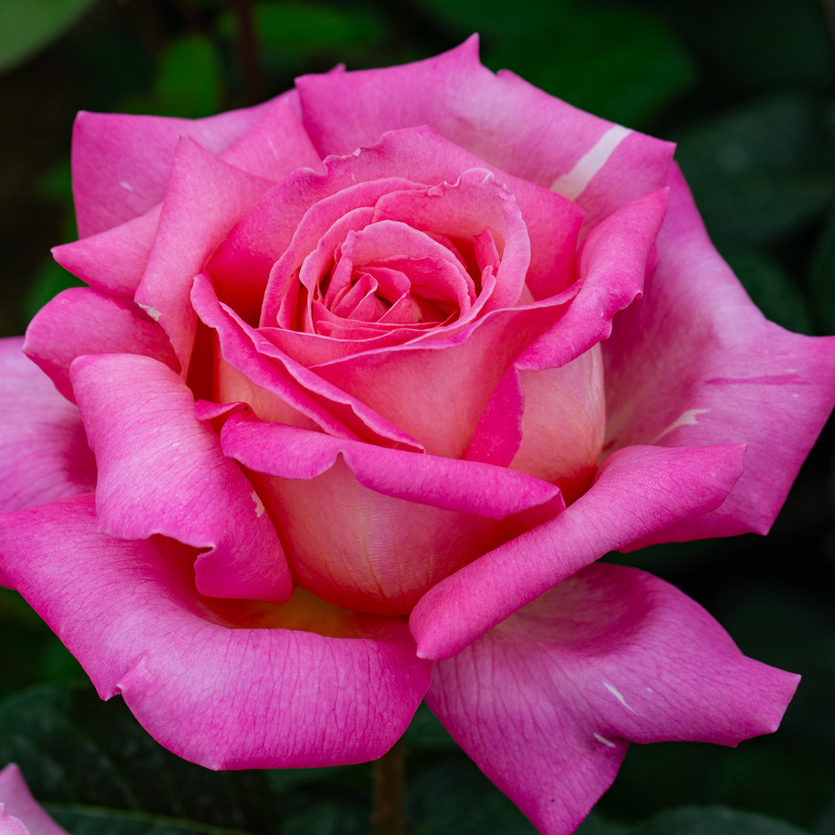 Rose, Hybrid Tea, Chicago Peace