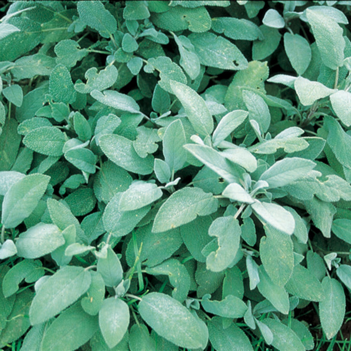 Sage
