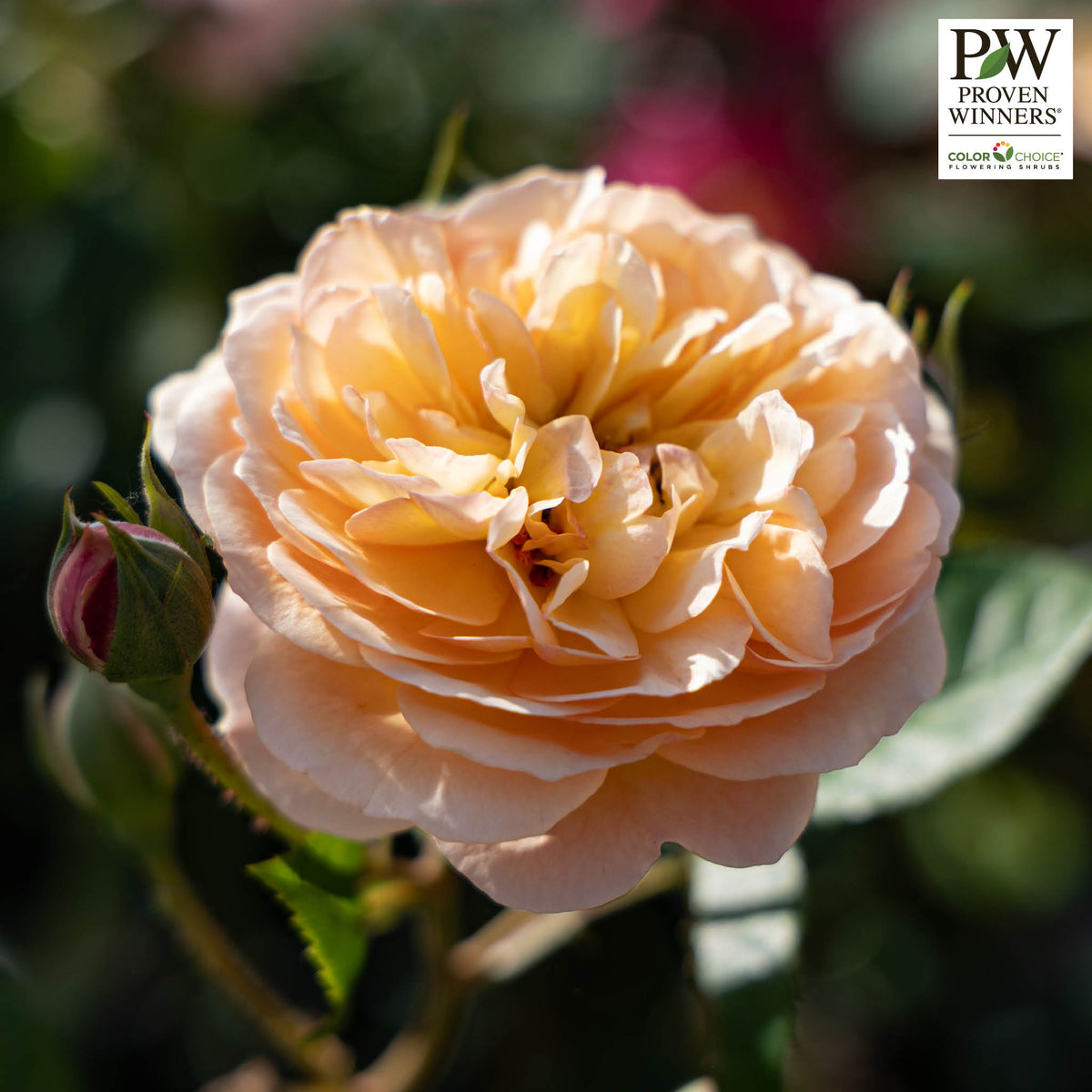 Rose, Shrub, Flavorette Honey-Apricot®