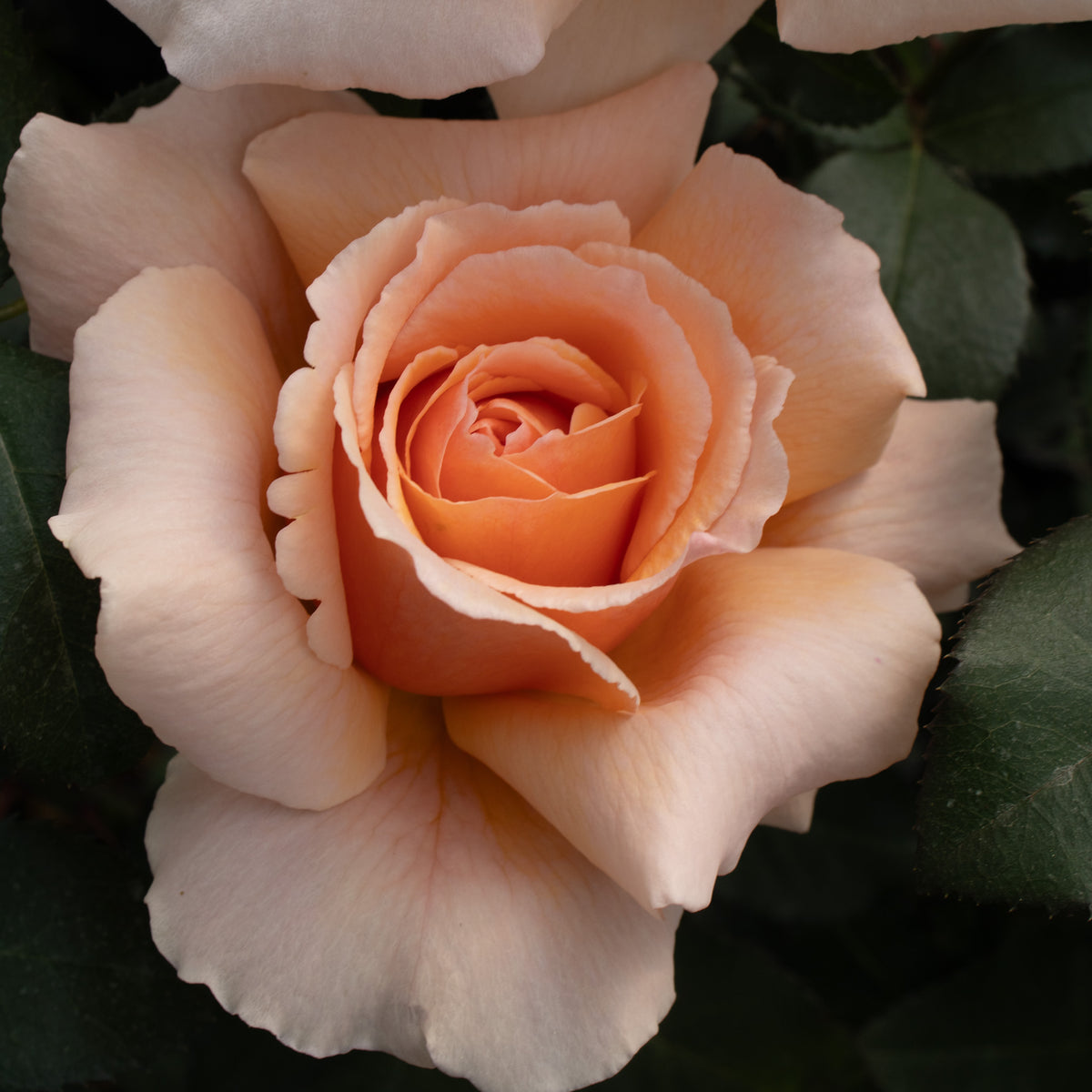 Rose, Hybrid Tea, Just Joey