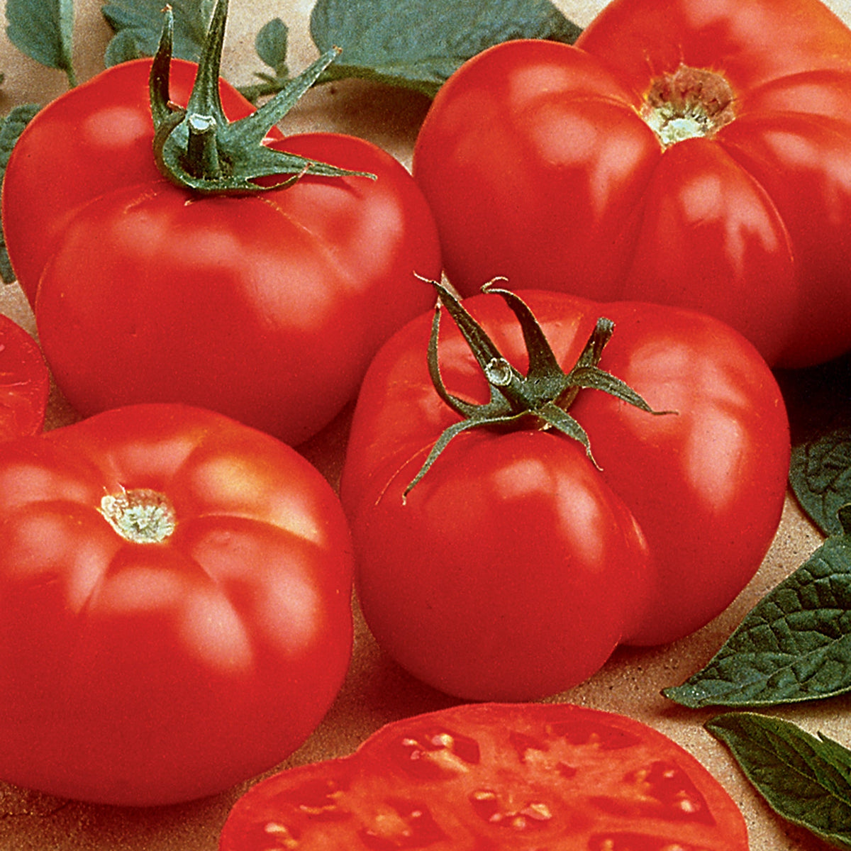Tomato, Beefmaster Hybird