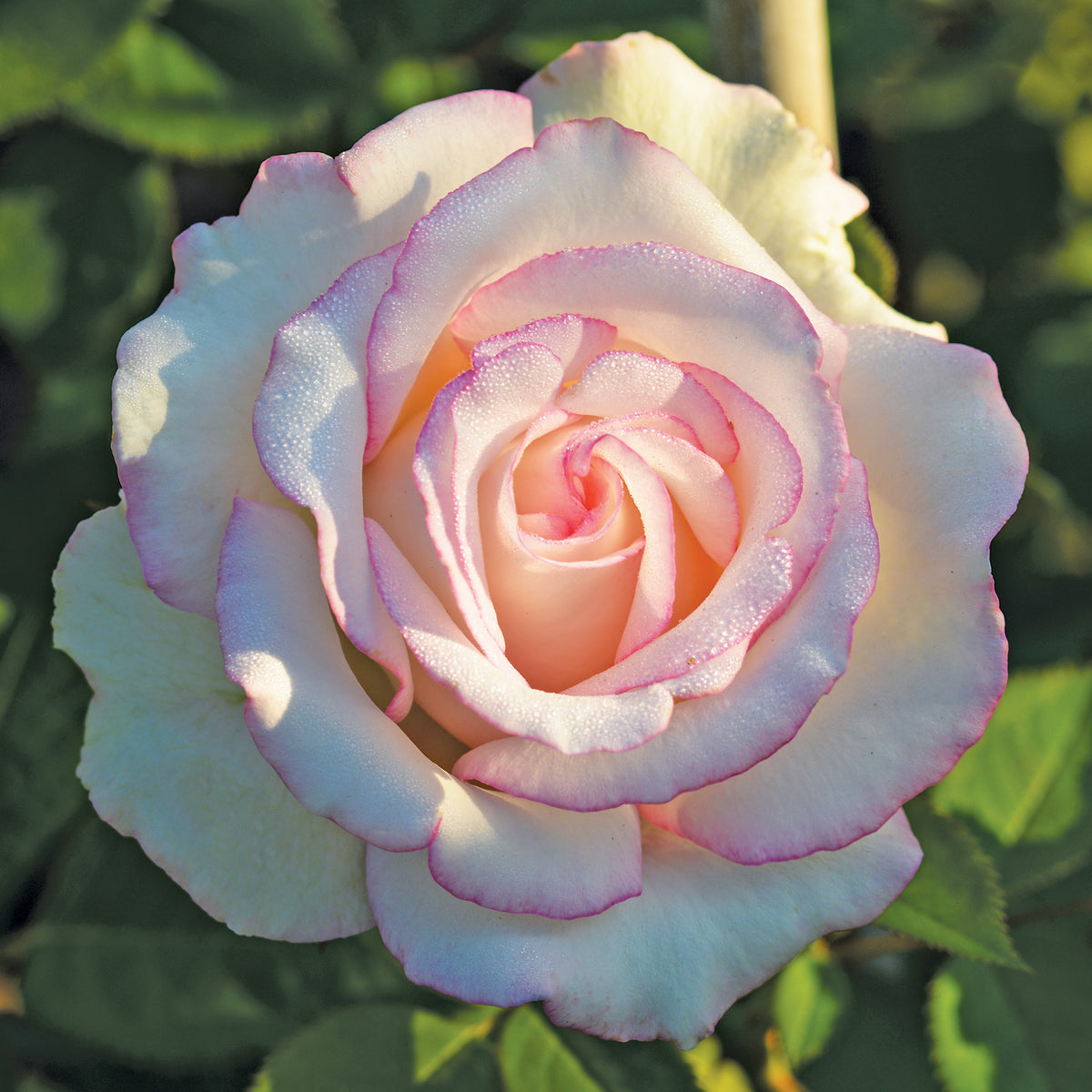 Rose, Hybrid Tea, Moonstone®