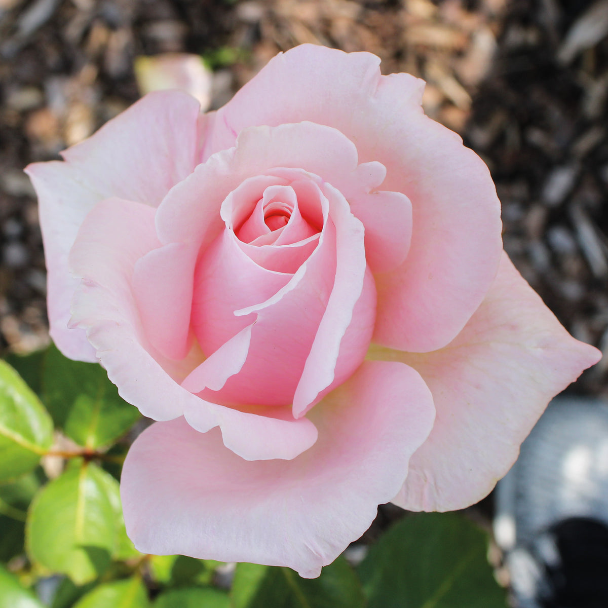 Rose, Hybrid Tea, Bride's Dream