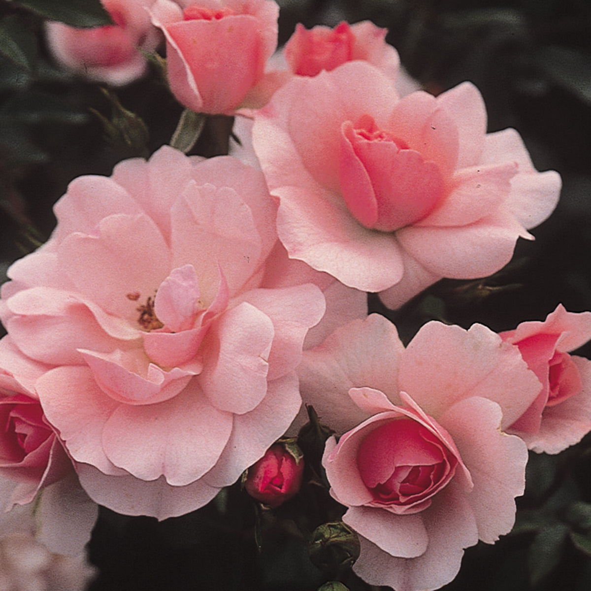 Rose, Shrub, Bonica®