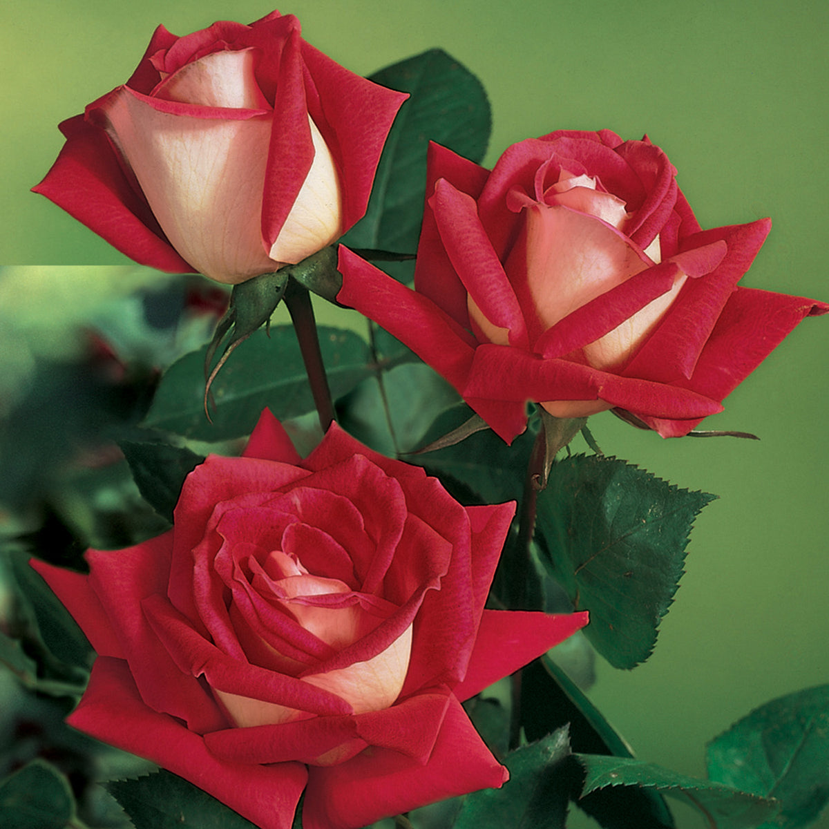 Rose, Grandiflora, Love