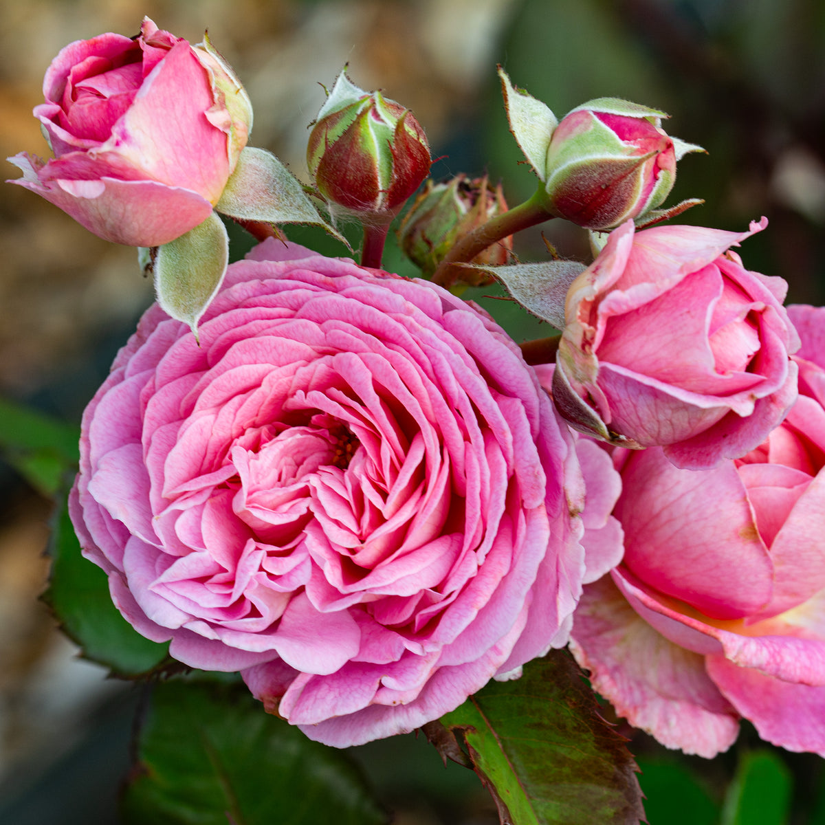 Rose, Floribunda, Summer Romance™