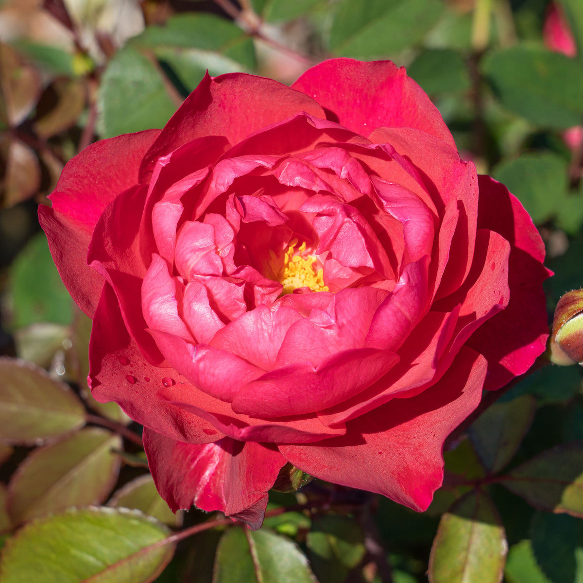 Rose, Grandiflora, Triple Knock Out®.